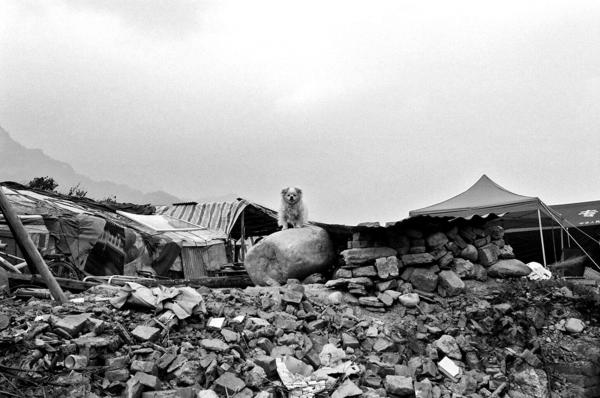 China Quake Aftermath - A dog (which survived the quake) standing near the ruins...