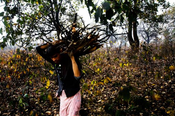 A man carries wood back to his home, from the forest where a sponge plant was built in, Tarimal village, Chhatisgrah.