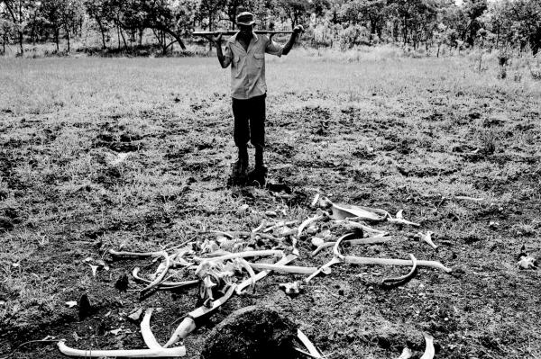 Documenting the remains of two elephants that were killed by poachers in the park area.