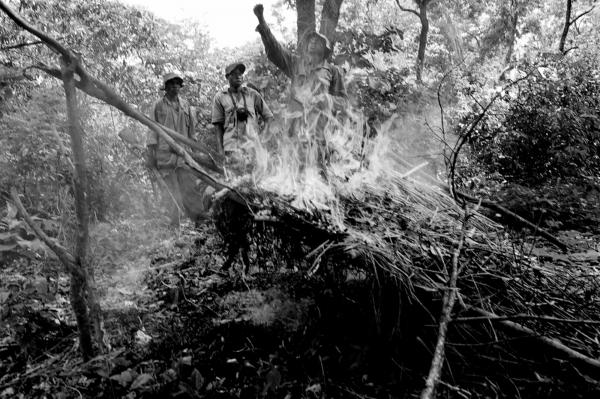 Scouts burning elephants poachers hideout in the bush.