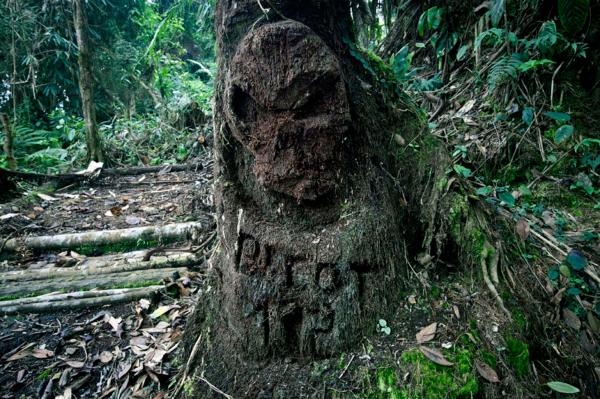 A skull shape engraved on a tree, in order to scare out Nasa people from parts of the jungle areas, where the Colombian army is camping, Miranda, North Cauca.