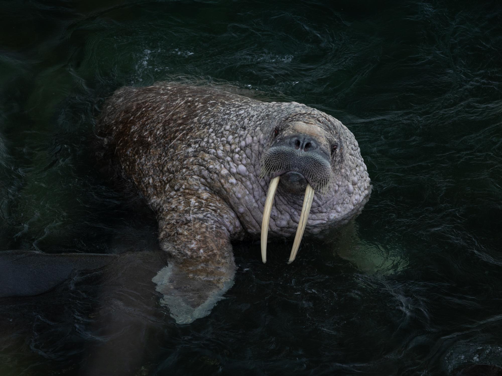 A male Pacific walrus wallows in the shallow waters off Round Island, Alaska. His skin, pale in color from prolonged immersion in the icy Bering Sea, will quickly redden when he comes ashore into warmer conditions and blood returns to his extremities.