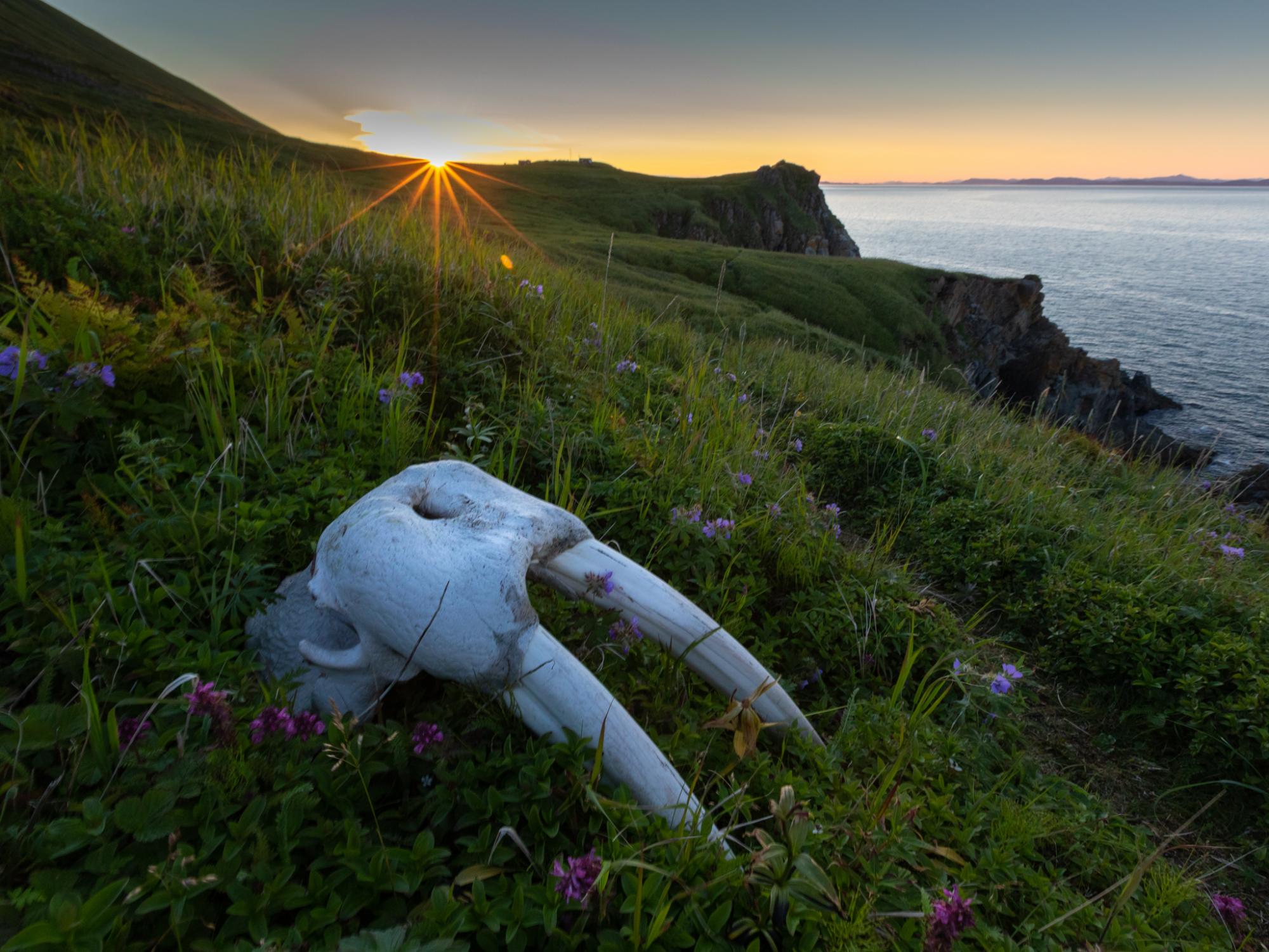 A walrus skull rests in a field of wildflowers on Round Island, Alaska. Archaeological evidence shows that the Yup&#39;ik people and their ancestors have hunted walrus on the island for over 5,700 years.