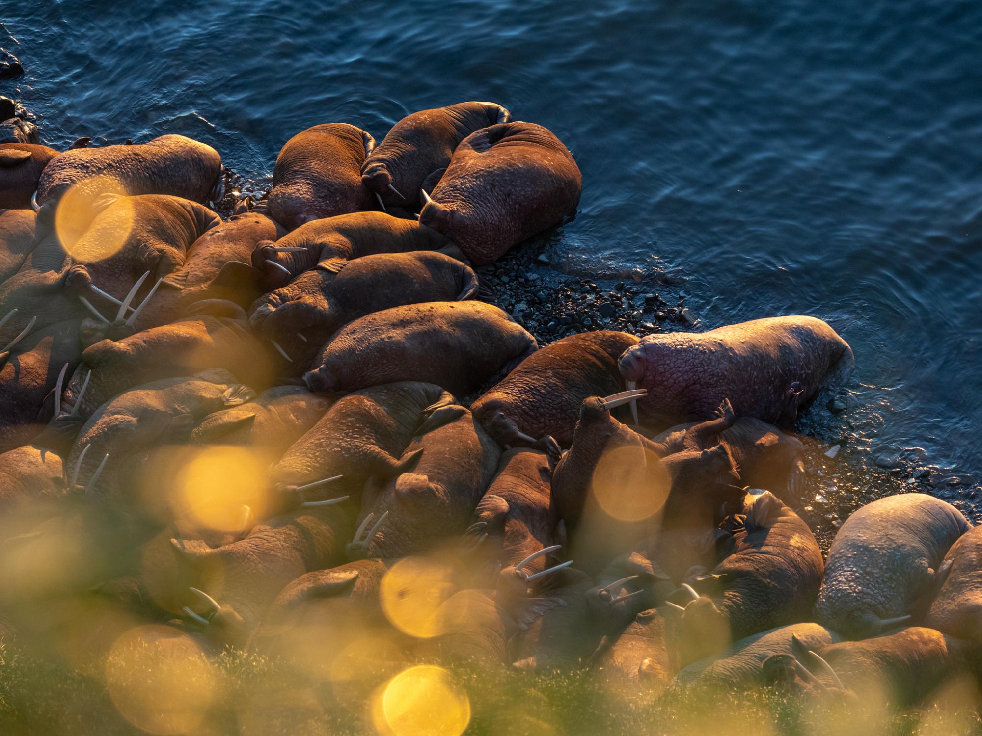 The sun rises over a group of Pacific walrus on Round Island. Walrus prefer to be in physical contact with other animals&mdash;even if that means frequently jostling, tusks and all, for the best spot on the beach.