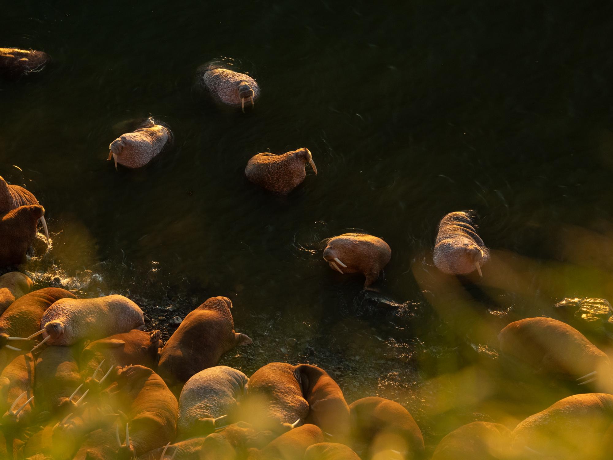 At sunrise, Pacific walrus approach the shore to join a haul-out on Main Beach, Round Island....