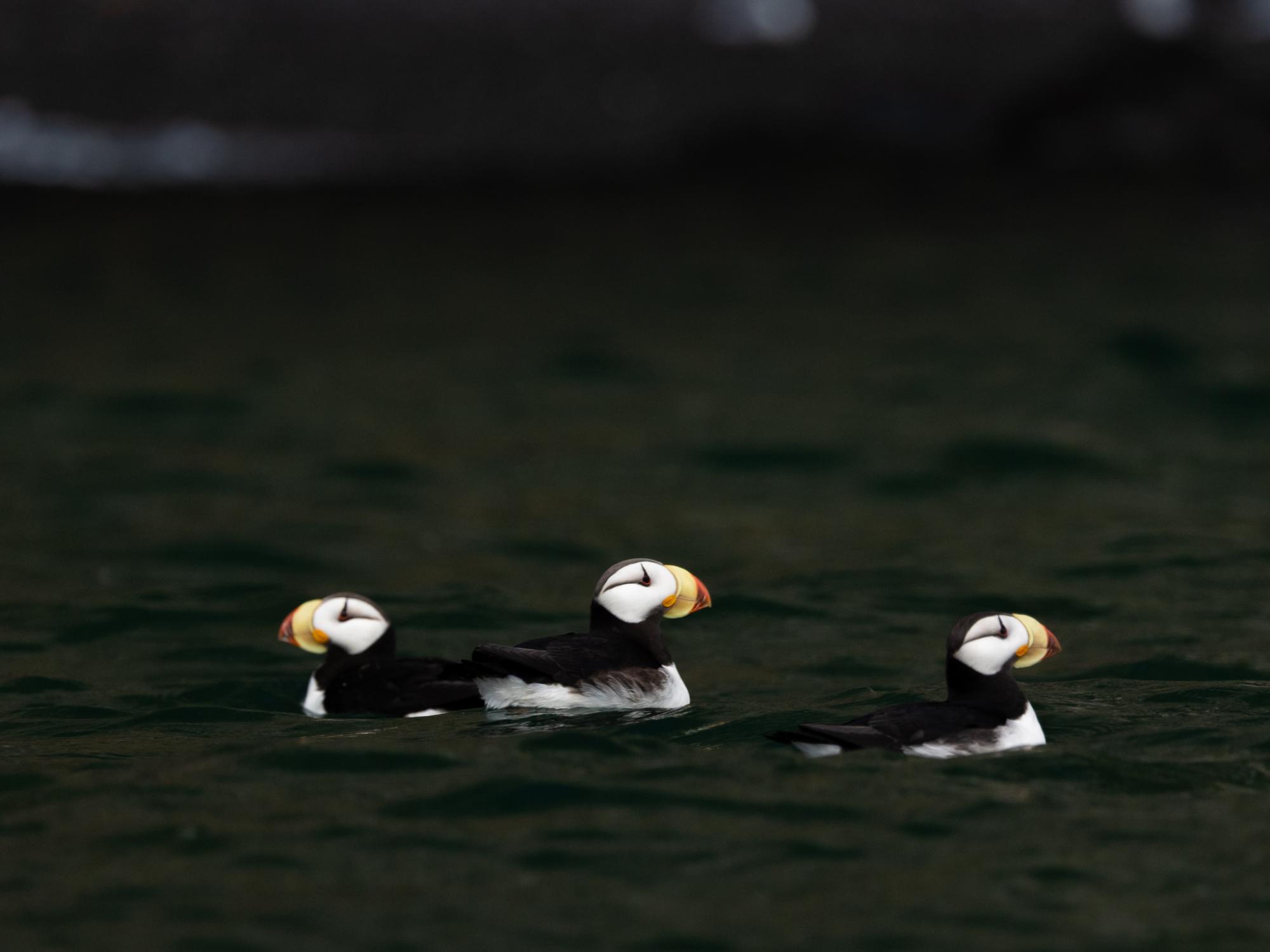 Horned puffins float below a seabird cliff on Round Island, Alaska. The Walrus Islands are an important breeding area for seabirds, which nest on its many cliffs.