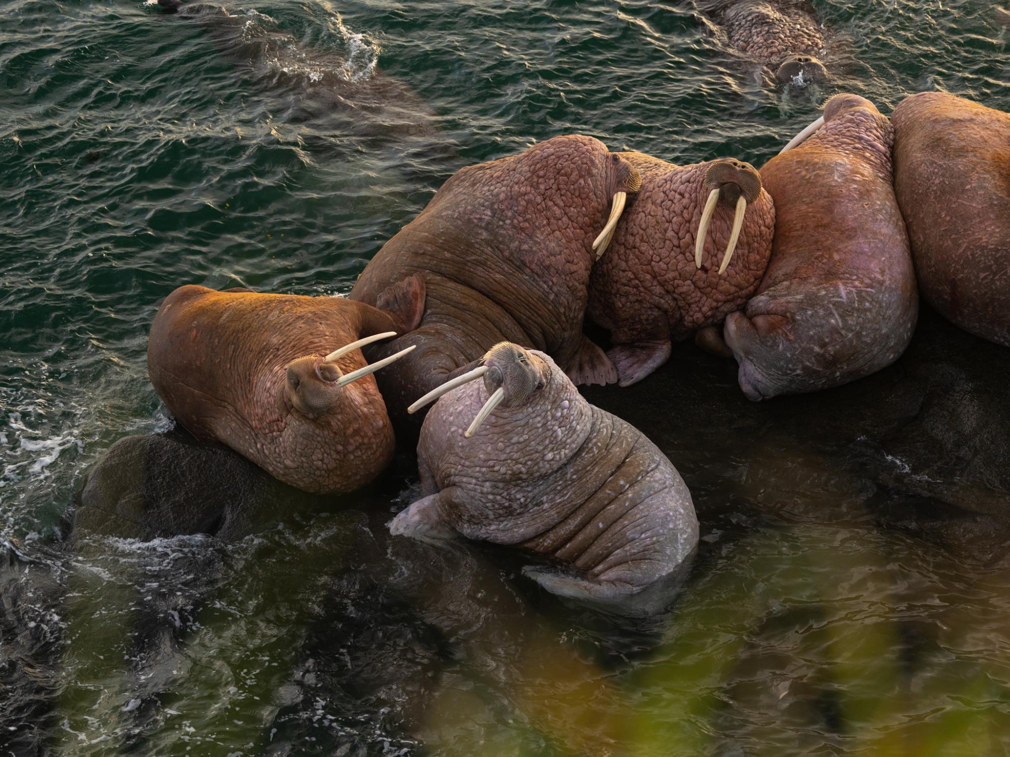 Bathed in early-morning sunlight, Pacific walrus haul out on a rock on Round Island. They&rsquo;re noisy creatures, filling the air with snorts, whistles, and bell-like &ldquo;chimes.&rdquo;
