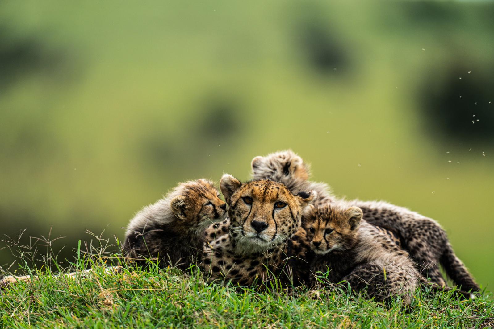 Cheetah, Acinonyx jubatus, cubs resting with their mother.