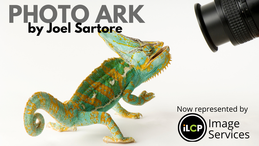 Thumbnail of Joel Sartore's Photo Ark, now represented by iLCP Image Collection