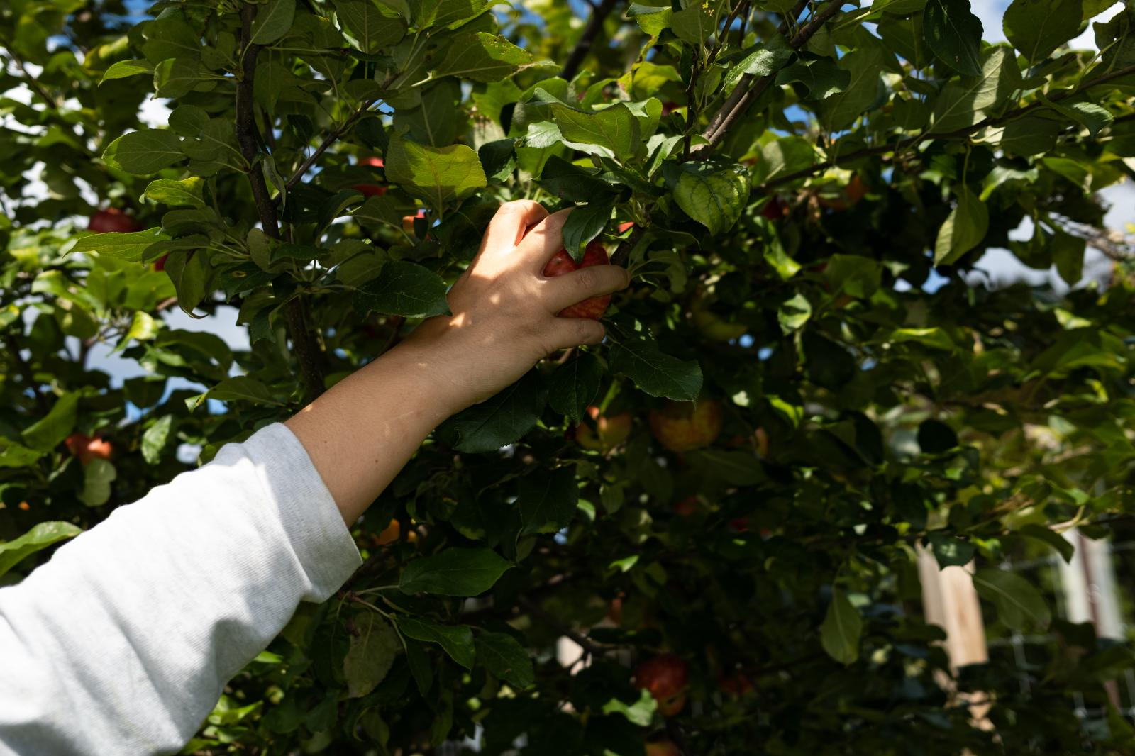 Image from Brady Family Farm - A volunteer reaches for a honeycrisp apple.