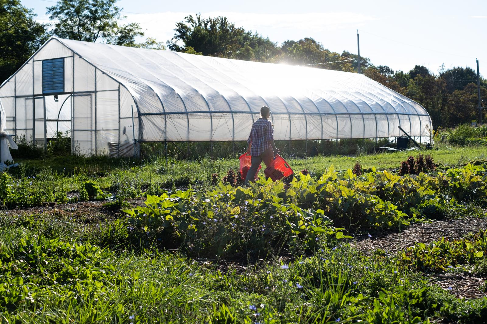 Image from Brady Family Farm - Jessie carries baskets of lettuce through the rows of...