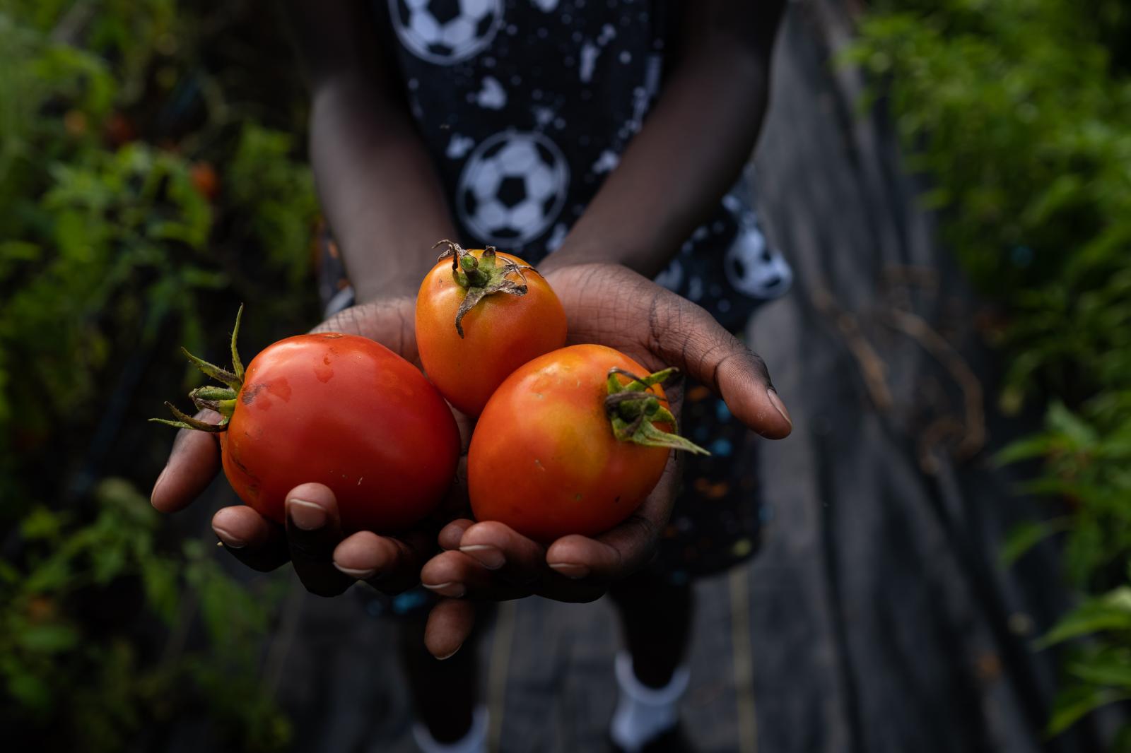 Freshly picked tomatoes from th...amily Farm. Syracuse, New York.