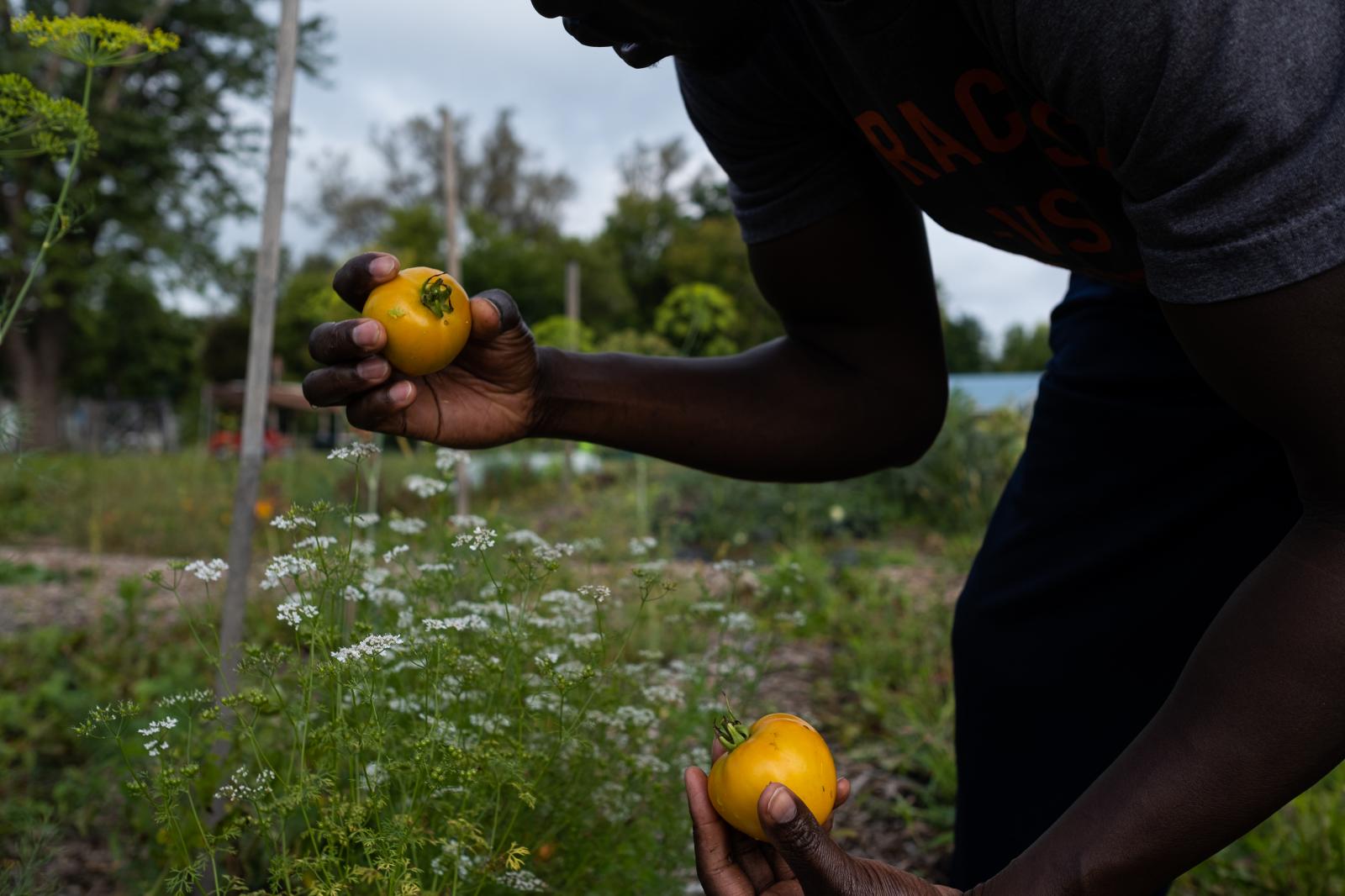 Brady Family Farm - Chol looks closely at a couple of the tomatoes that he...