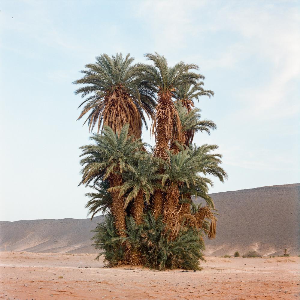 Photography image - Loading Palms_cluster_1.jpg
