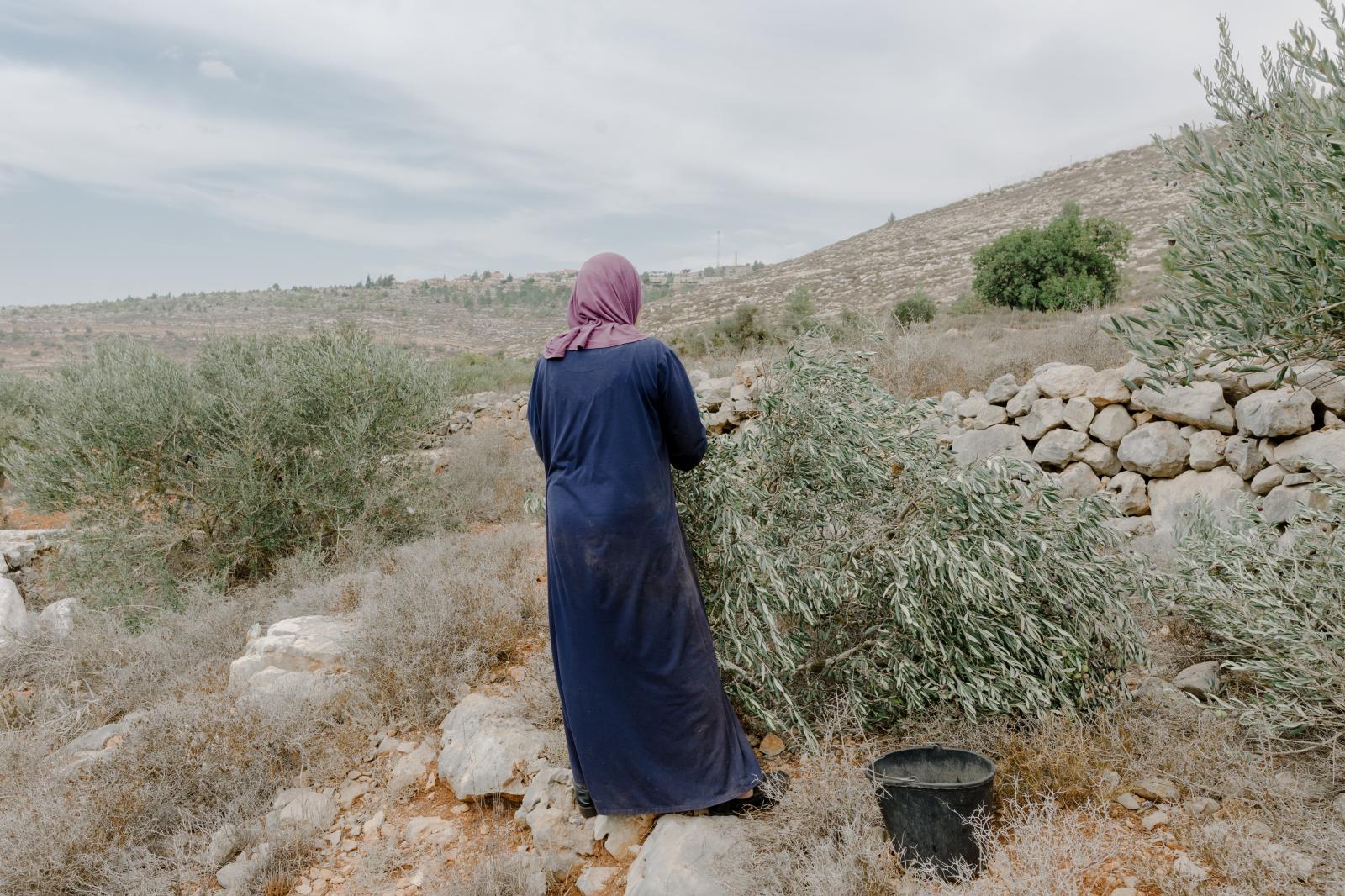 This Time of the Year: Olive Harvest in the Village of Awarta
