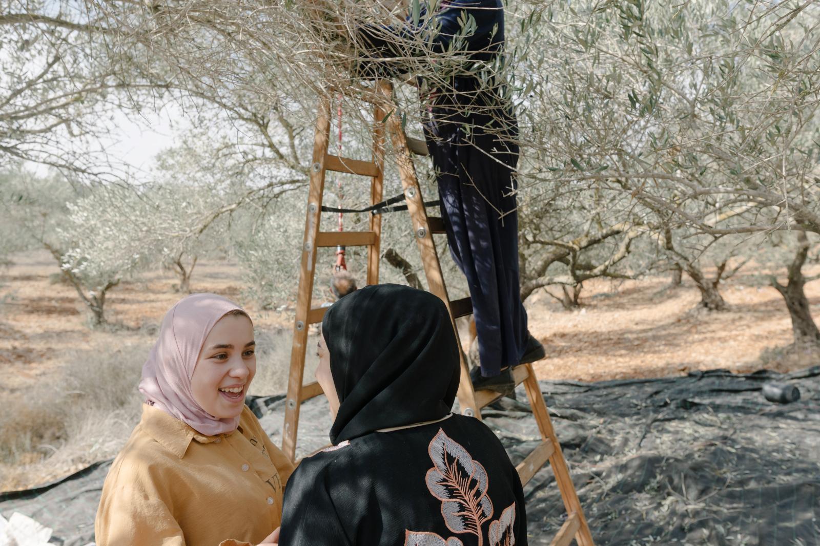 This Time of the Year: Olive Harvest in the Village of Awarta