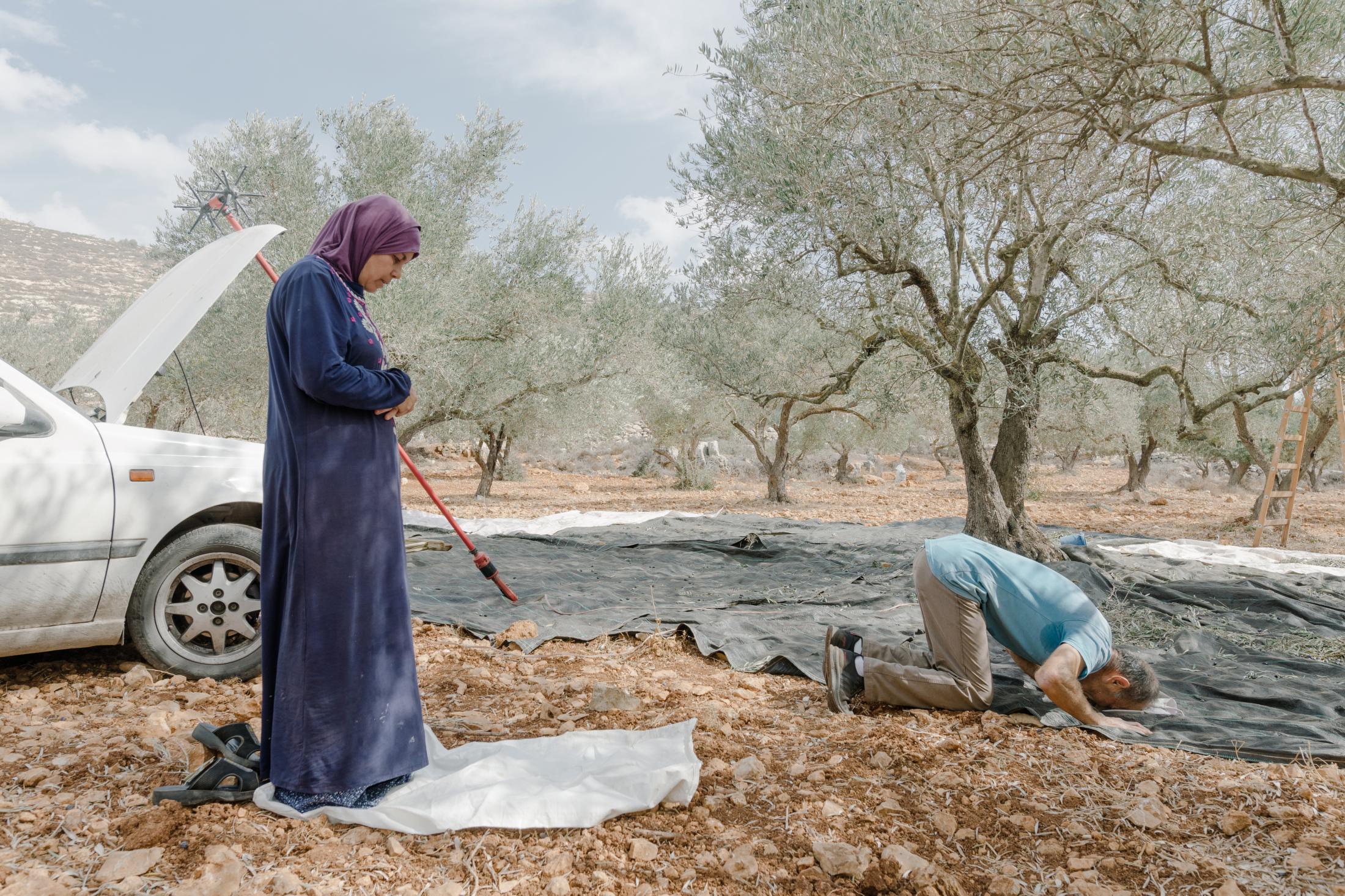 Olive Harvest In the Village of Awarta - 
