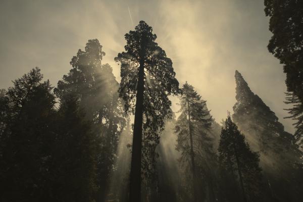 Remnants in Sequoia National Park