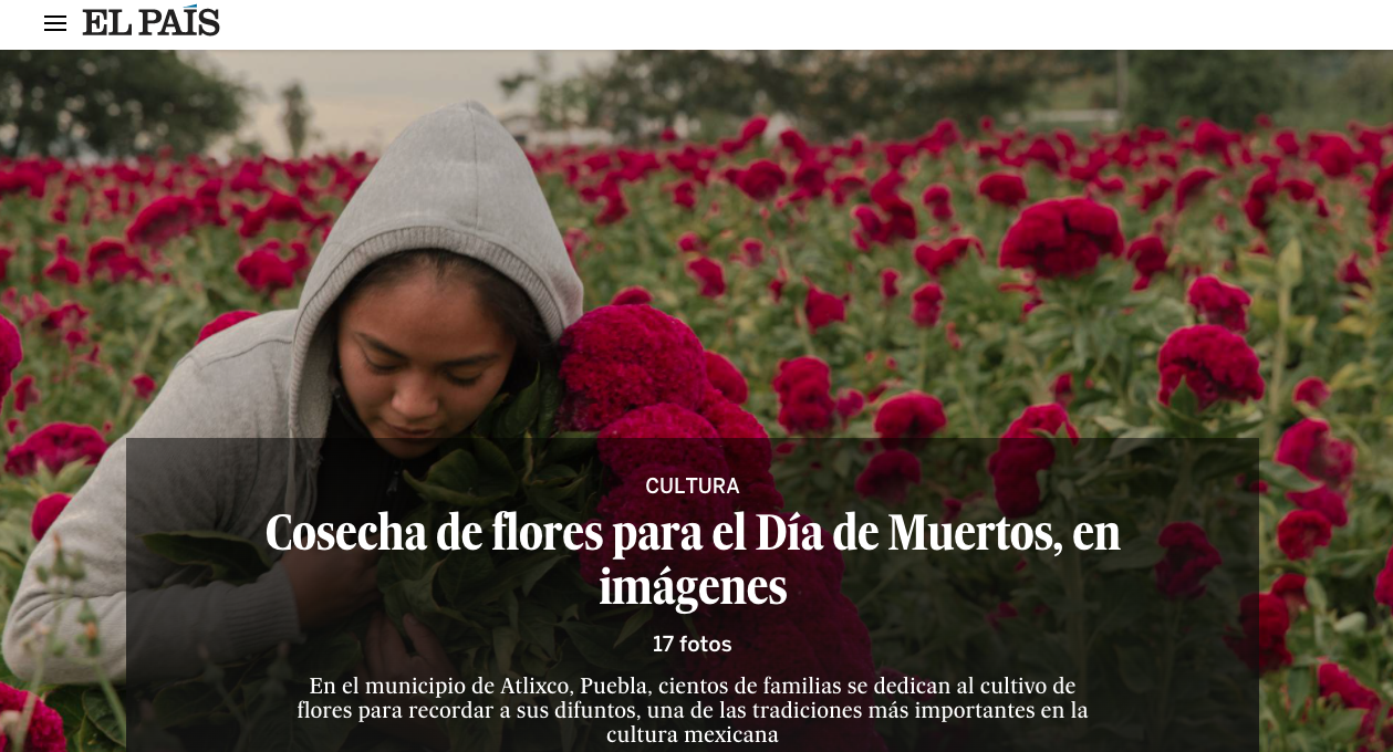EL PAIS: Harvest of flowers for Day of the Death