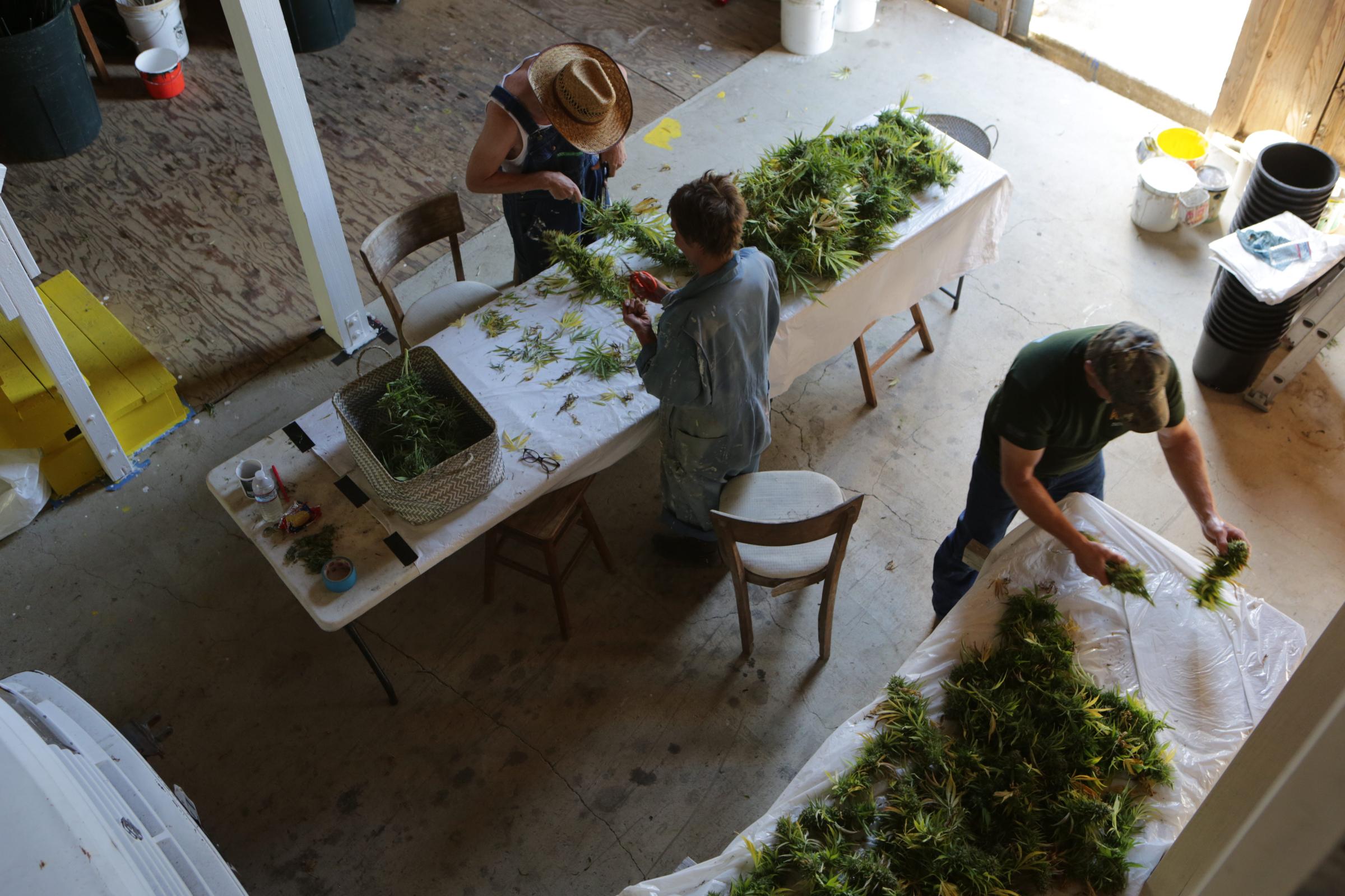 The new California Cannabis Gold Rush  - Mendocino, Mendocino County, Northern California,...