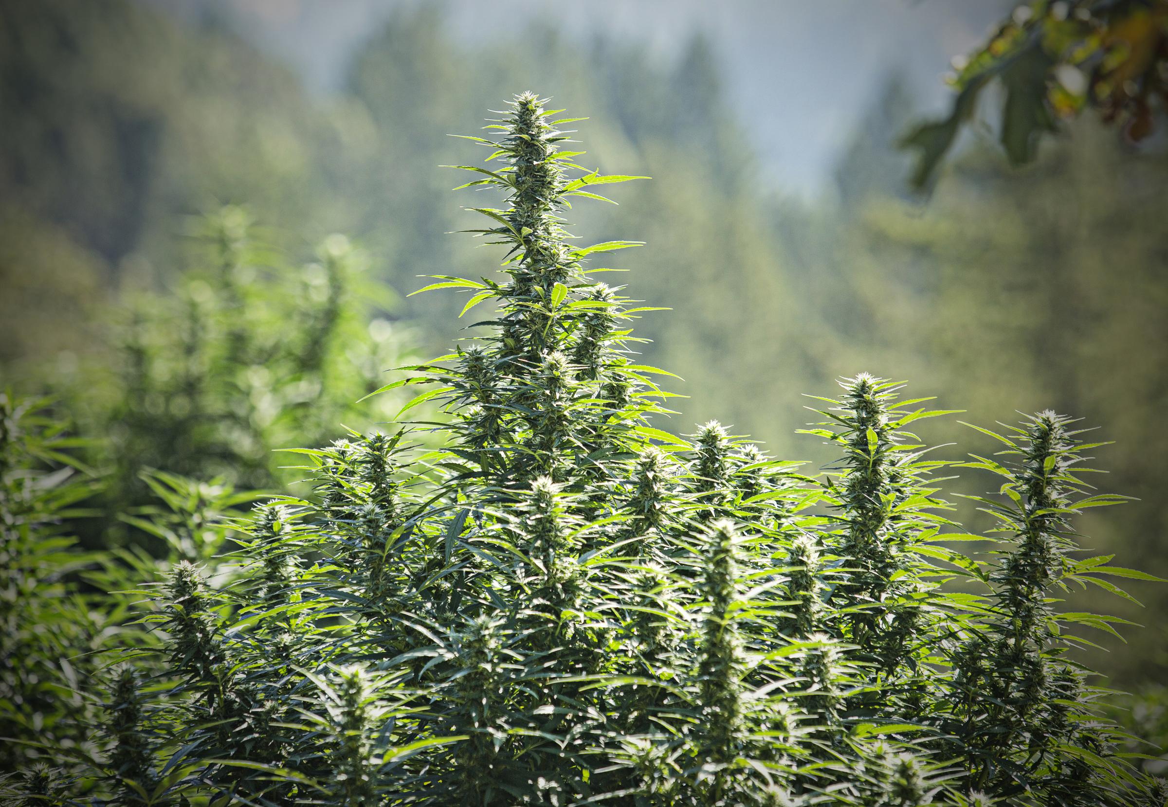 The new California Cannabis Gold Rush  - Near Garberville,Humbolt County,Northern California,...