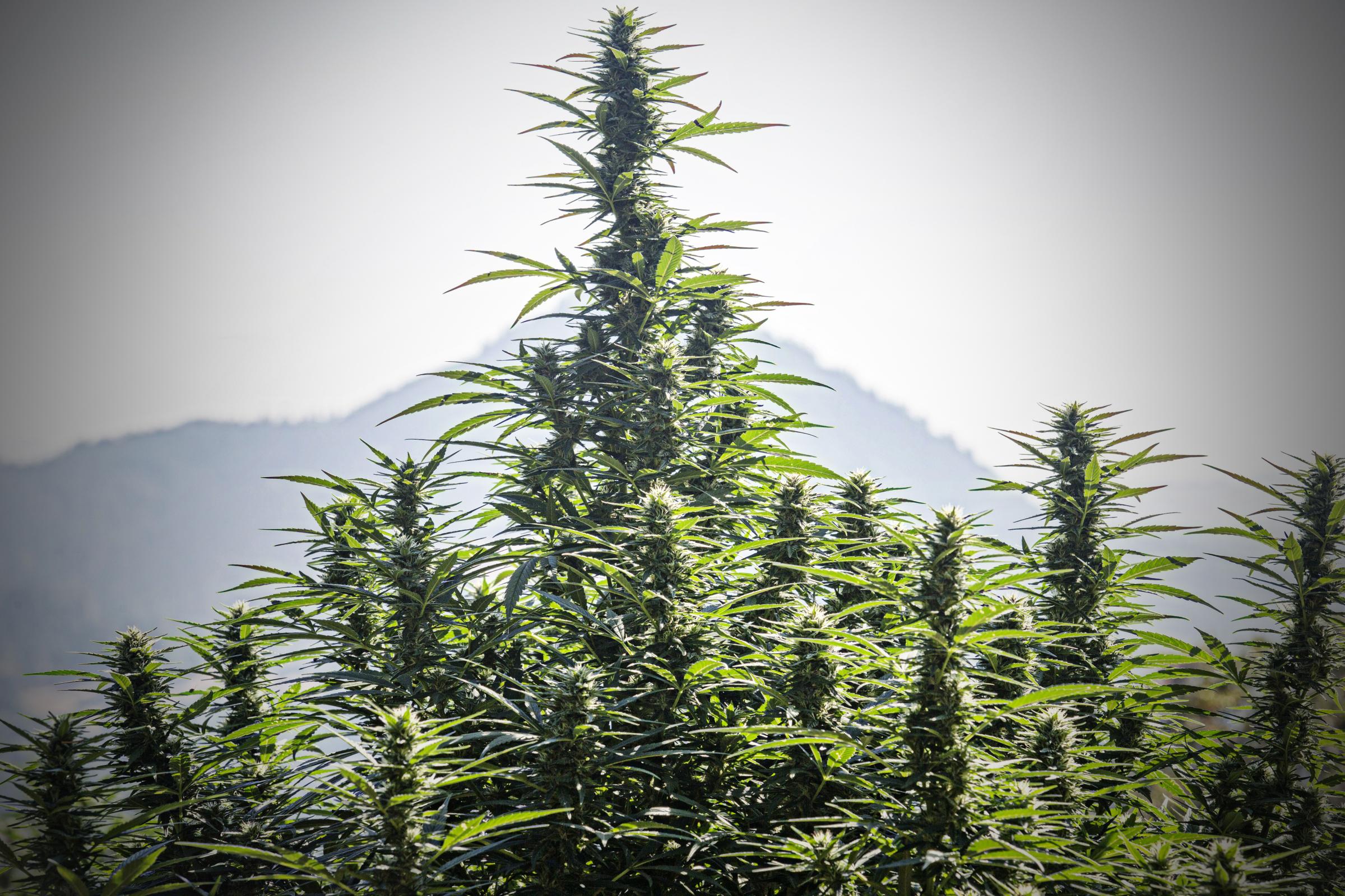 The new California Cannabis Gold Rush  - Near Garberville,Humbolt County,Northern California,...