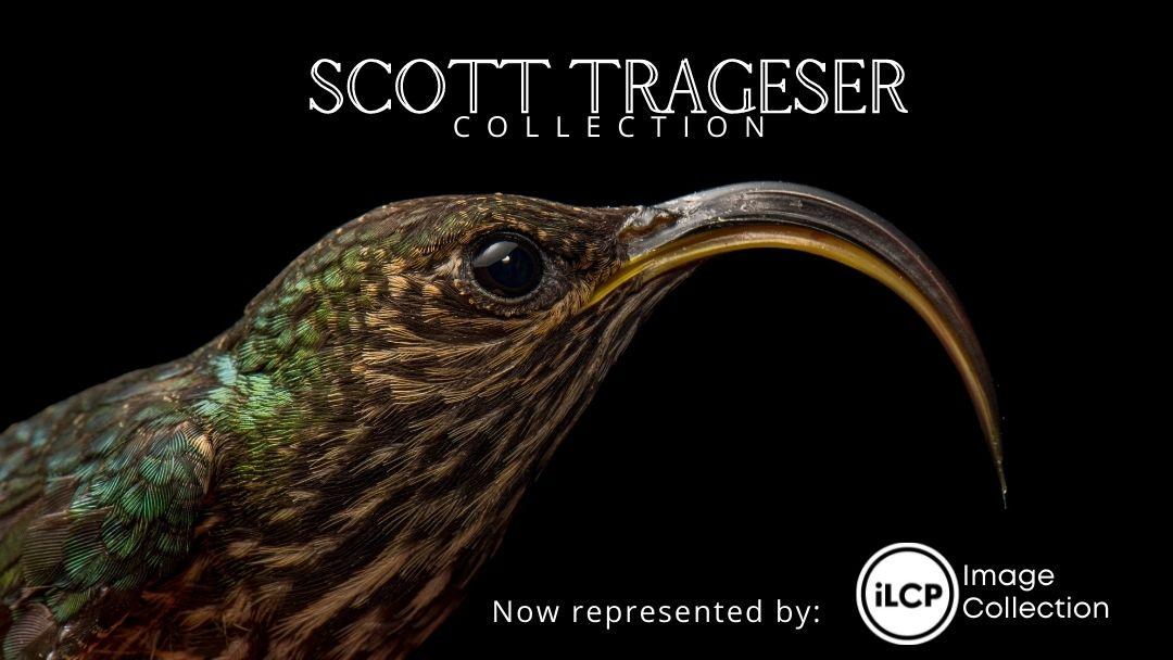 Scott Trageser Collection, Now Represented by iLCP!