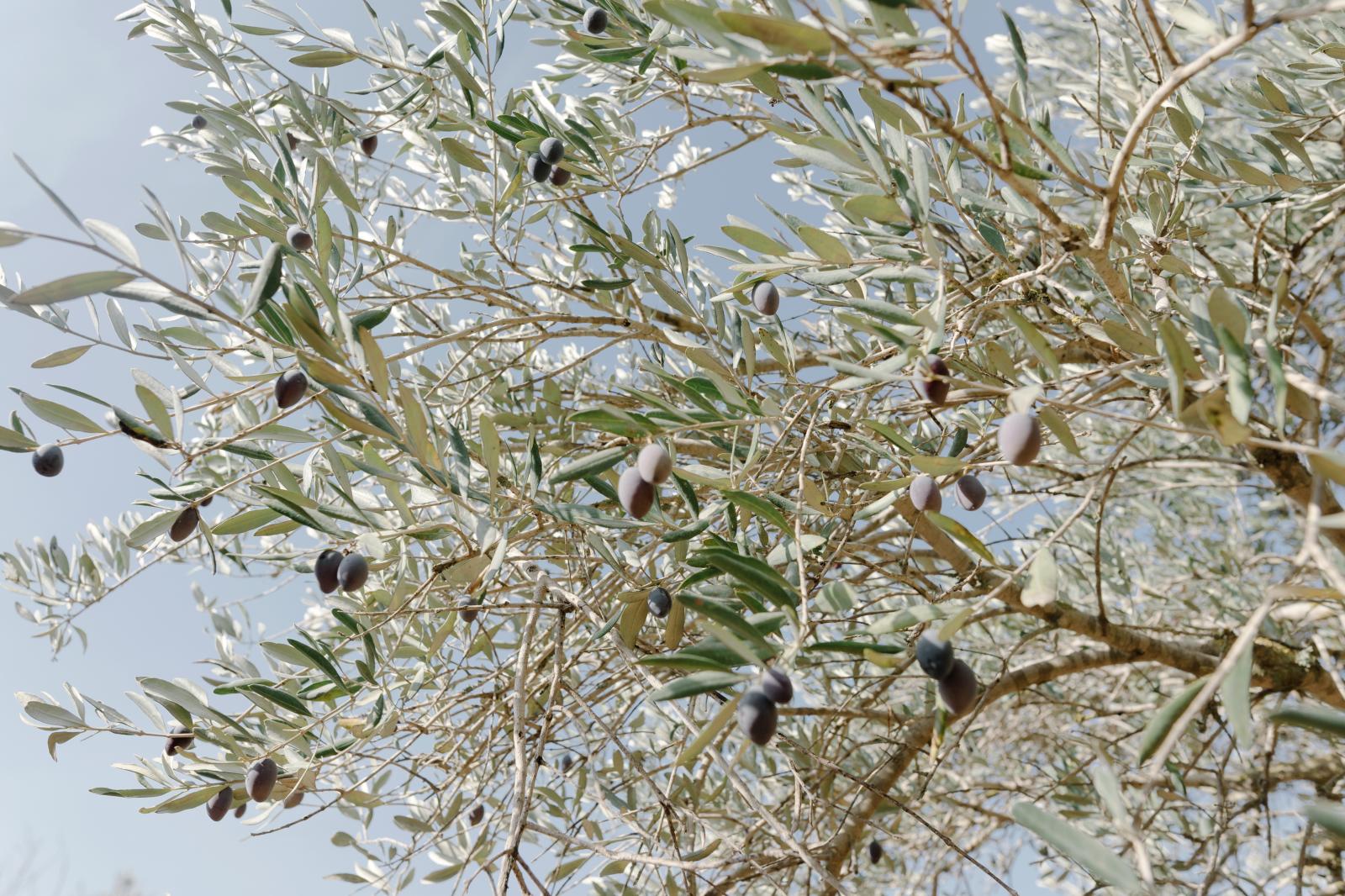 Olive Harvest In the Village of Awarta