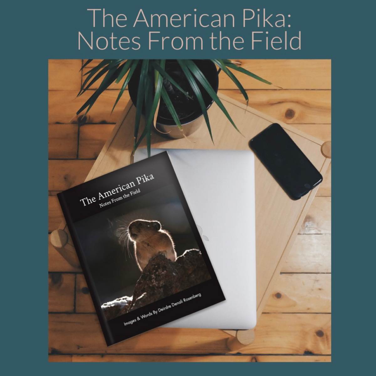 Book Release! The American Pika: Notes From the Field by Deirdre Denali Rosenberg 