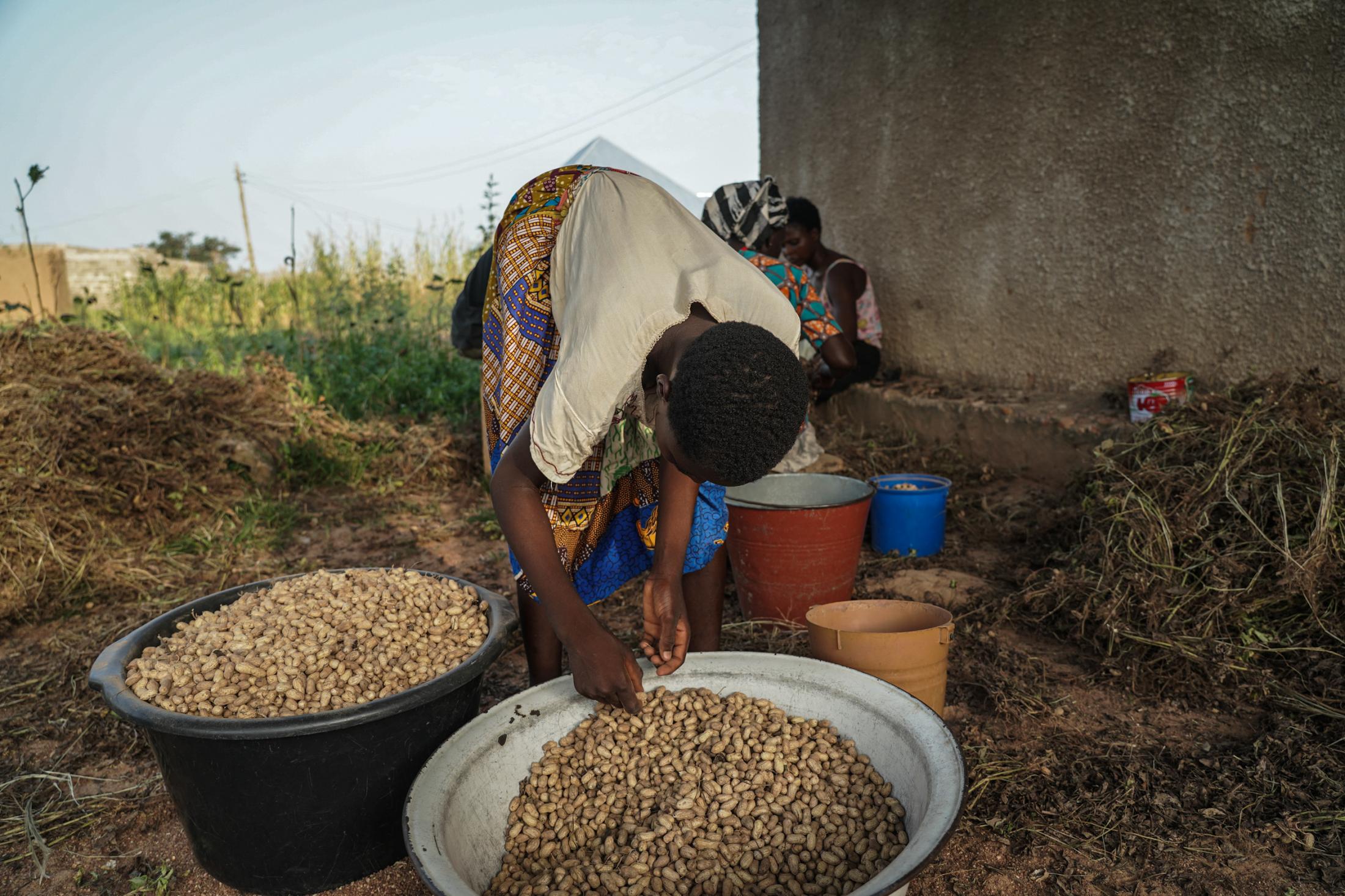 Tales Under the Baobab Tree - Florence Azudaa (13) sorts the bean harvest as her...