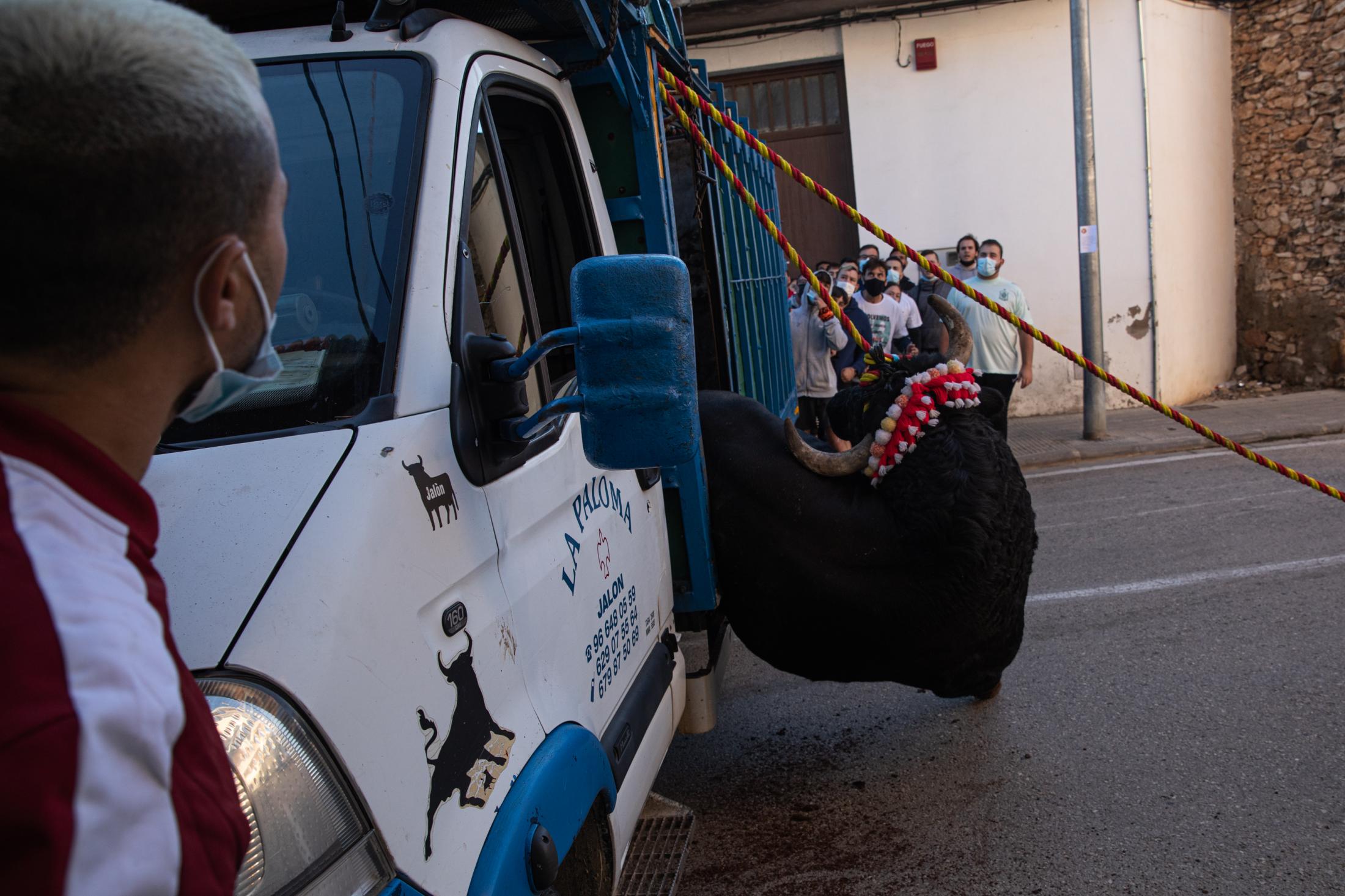 Transporte de Toros Bravos - torico de cuerda en Godelleta. 14/11/2021