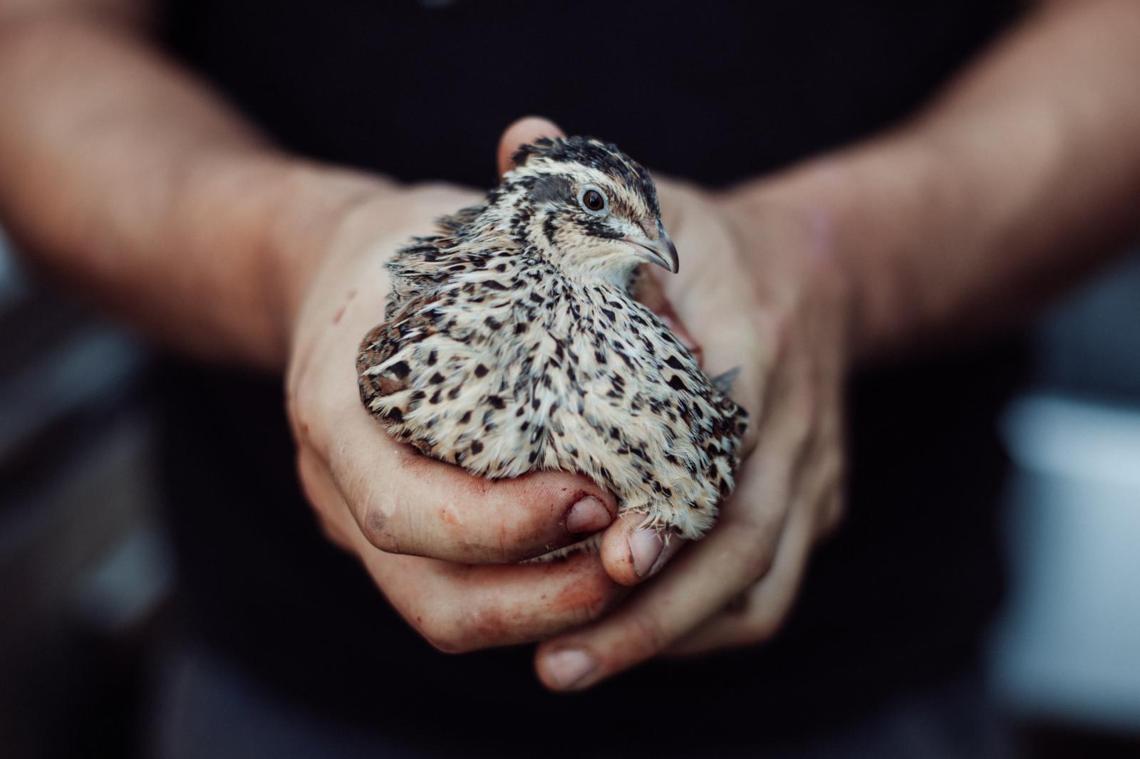 Quail Harvest Daniel Crump Photographer