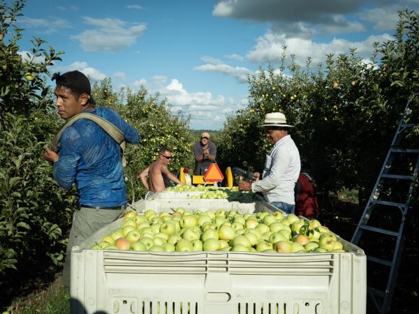 Image from Apple Pickers -   