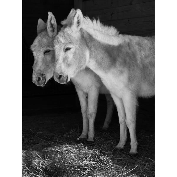 Sanctuary -   Chloe and Charlotte at Little Longears Donkey Rescue...