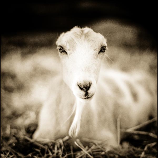 Image from Sanctuary -   Shannon, a La Mancha goat, rescued by Farm Sanctuary     