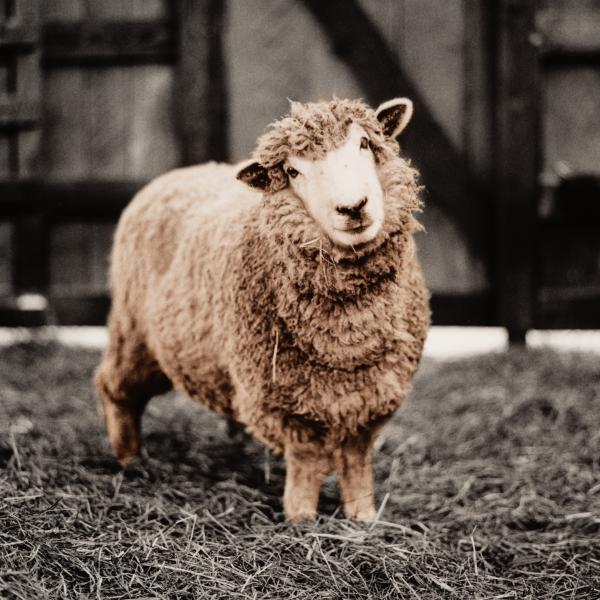 Image from Sanctuary -   Coconut the sheep, one of dozens of animals rescued...
