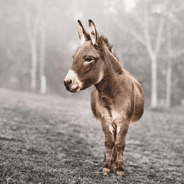 Image from Sanctuary -   Pedro the donkey, left homeless after a family tragedy....