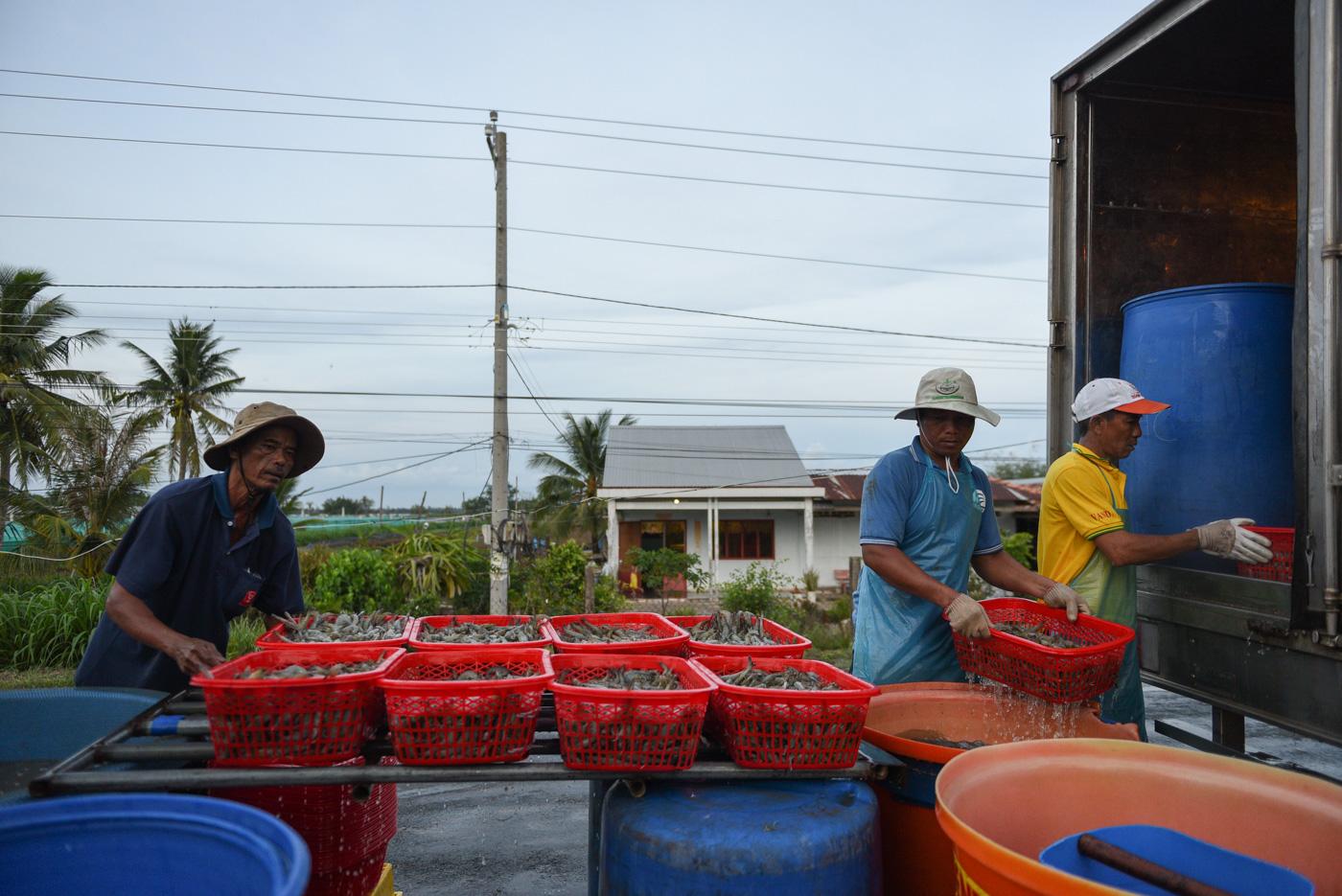Climate change: Vietnamese rice farmers switch to shrimp