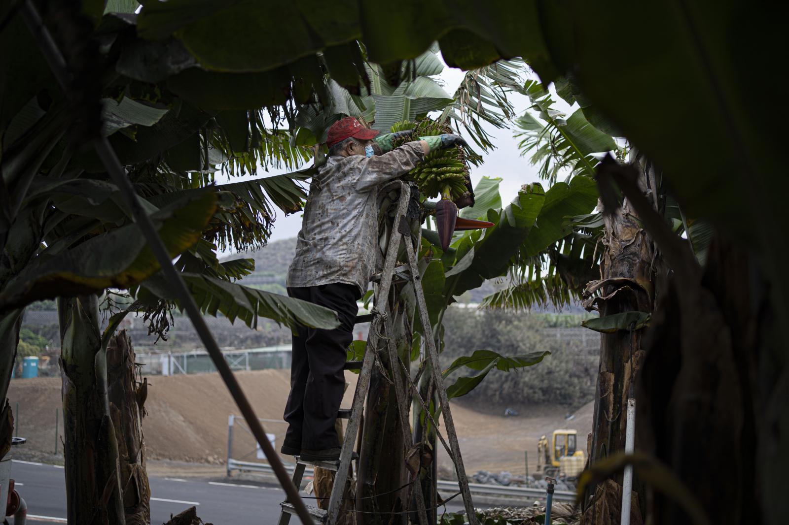Under the cloud -  Braulio works on his banana plantation. He has it as a...