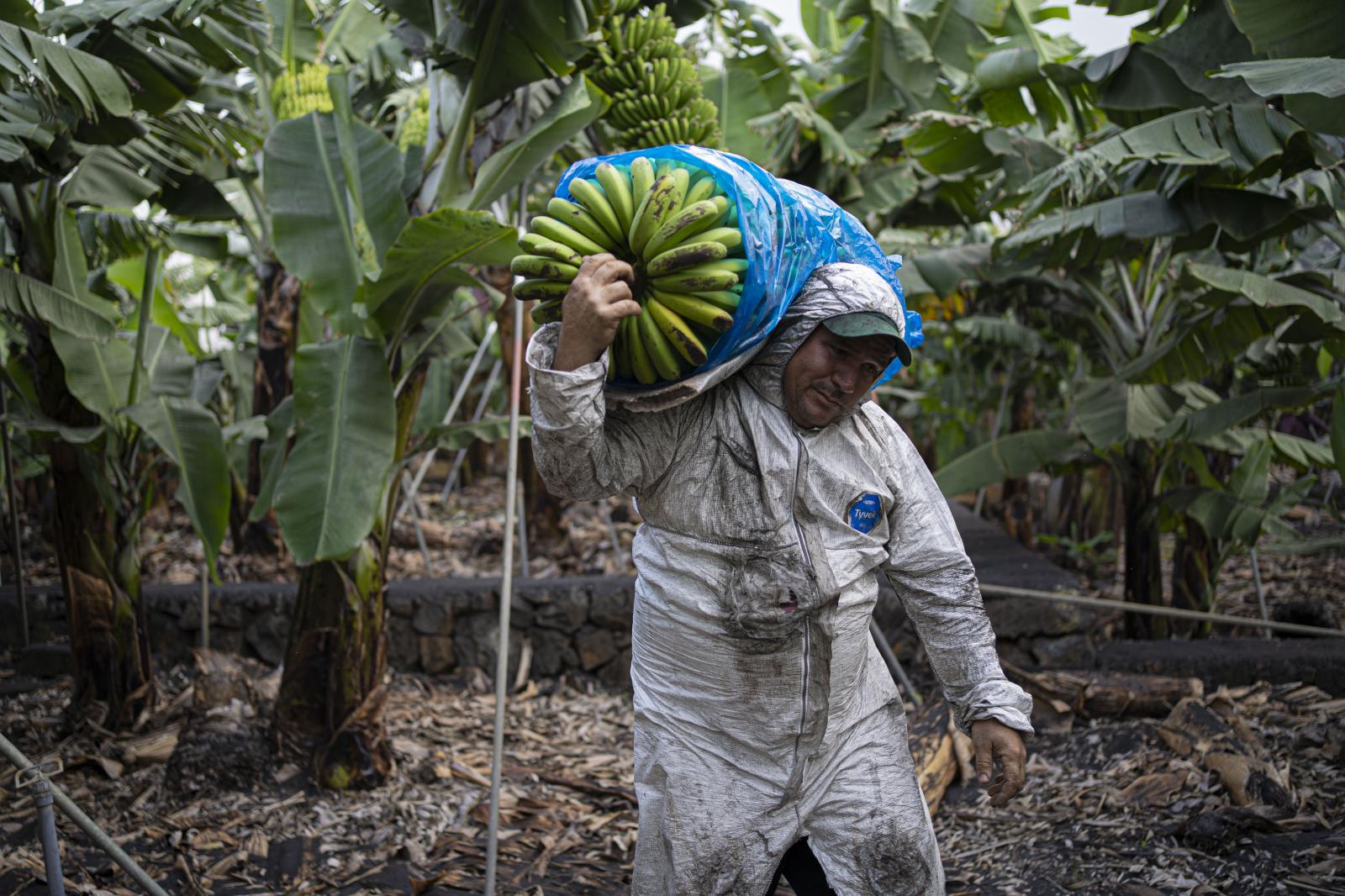 Under the cloud -  Omelio is gathering bananas in plantation plenty of ash,...