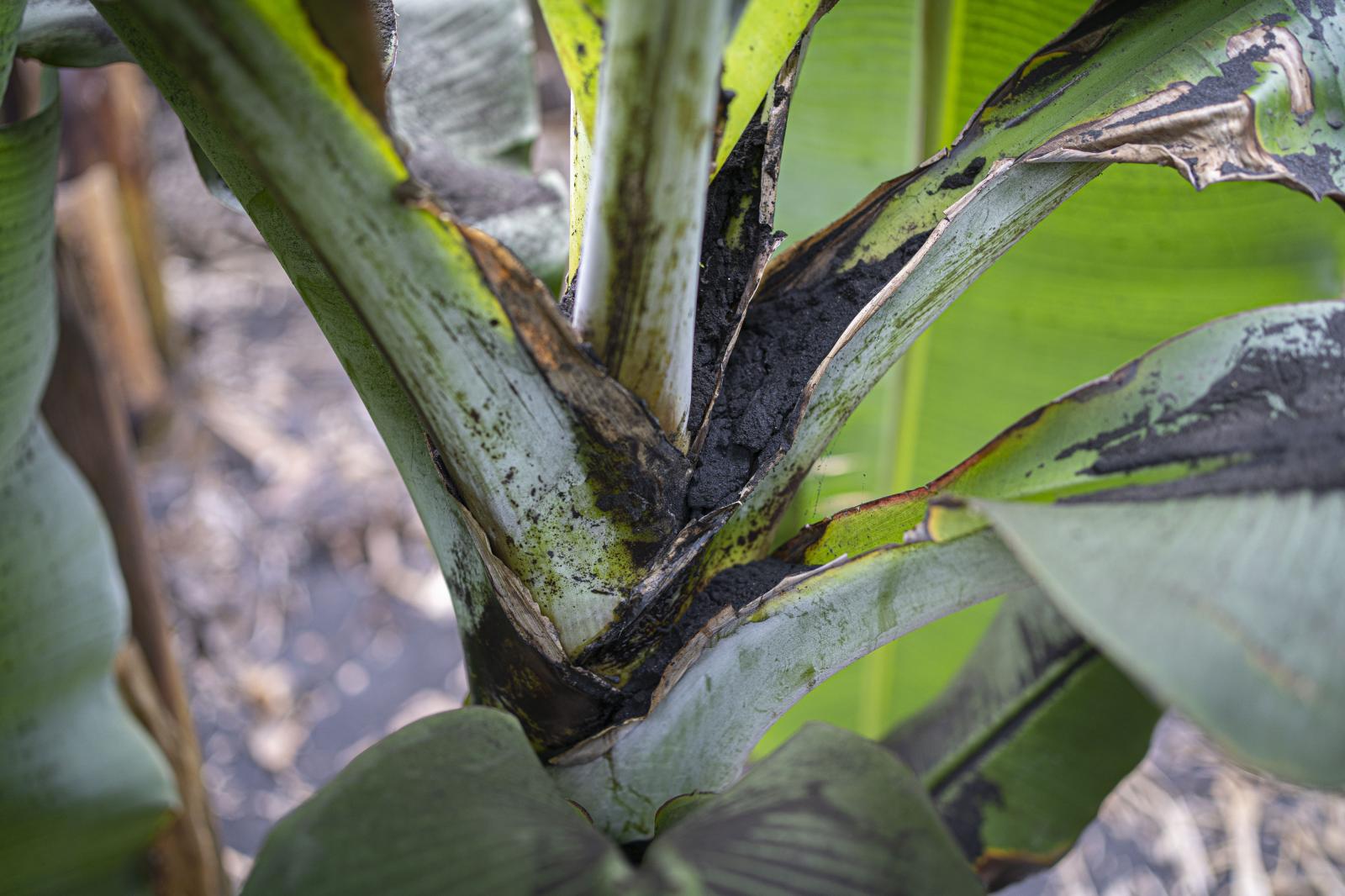 Under the cloud -  The presence of ash makes the banana tree growth so...