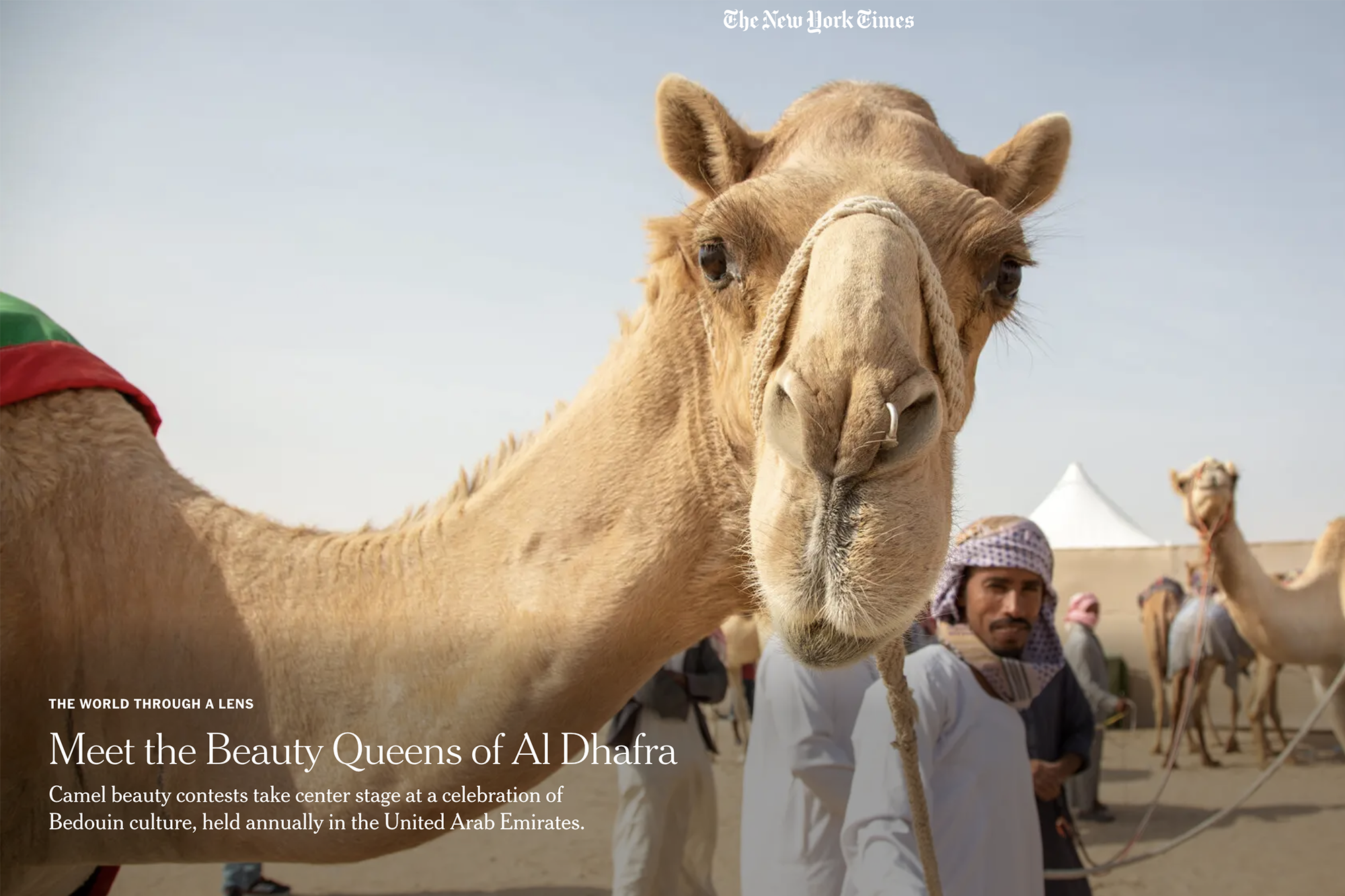 Photography image - Loading Camel_Beauty_Queens_NYT.png