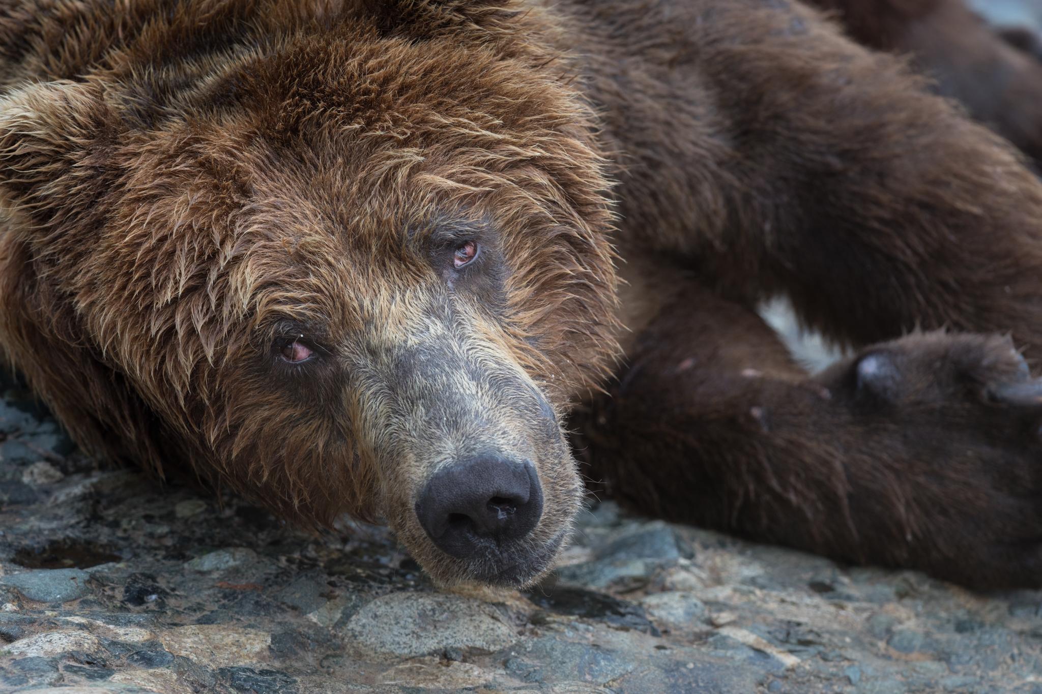 A large male called Rocky rests at McNeil Falls. Bear advocates are concerned that the proposed Pebble Mine would not only hurt the world-class salmon habitat that feeds the bears but also irrevocably alter the animals&rsquo; peaceful relationships with humans.