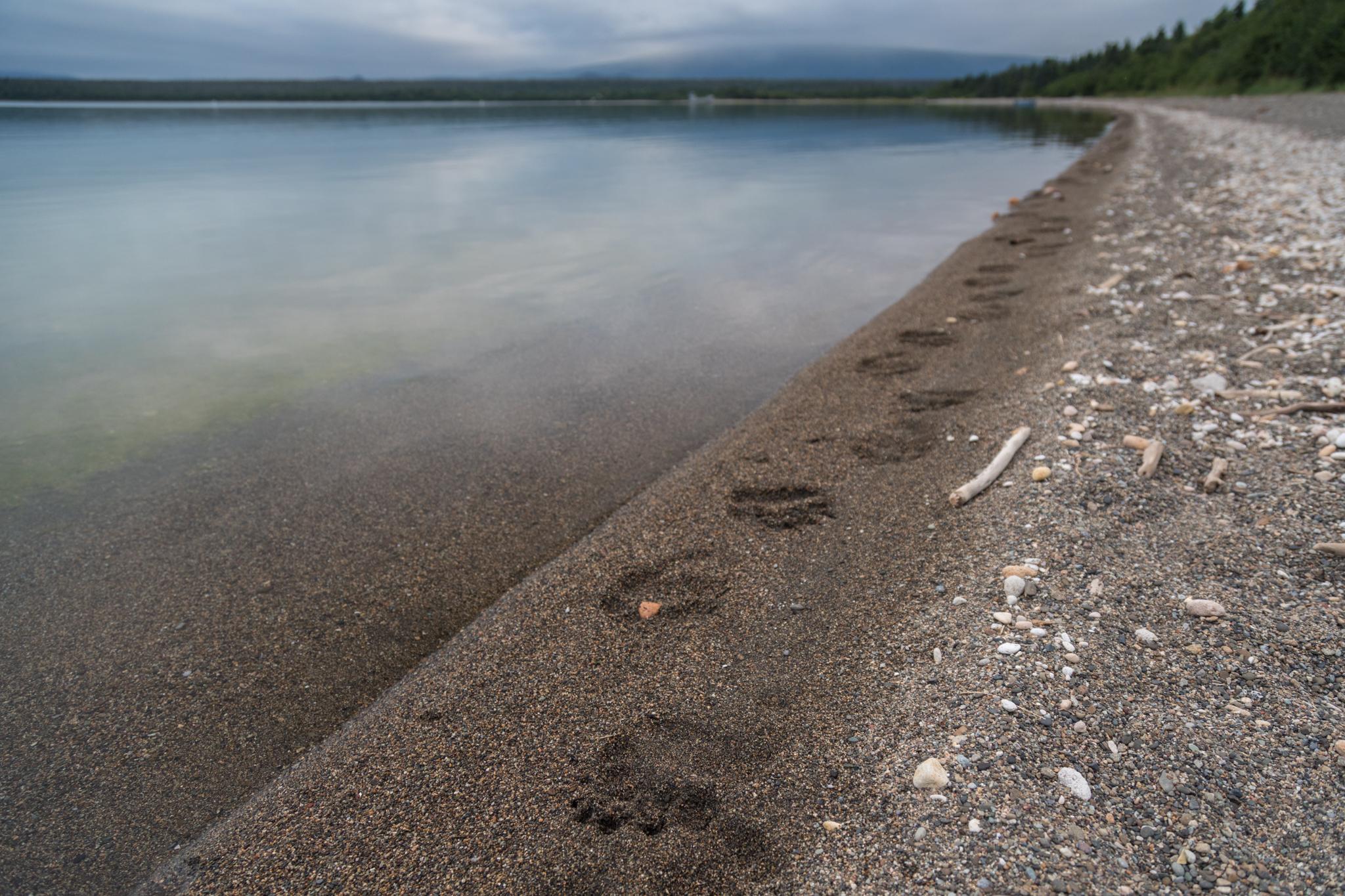 Brown bear tracks dot the beach of Naknek Lake, at Brooks Camp. The spot has become increasingly...