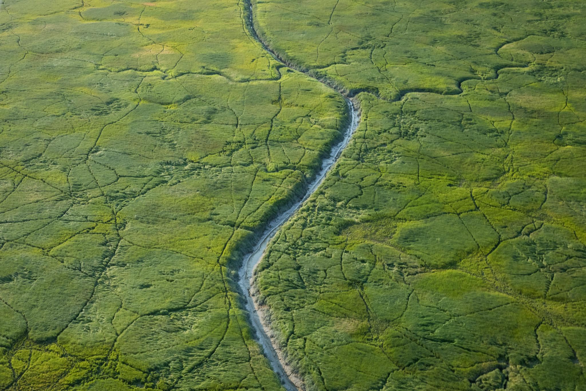 Brown bear trails create mazes through the sedge grass of Chinitna Bay. Sedges, which can have as...