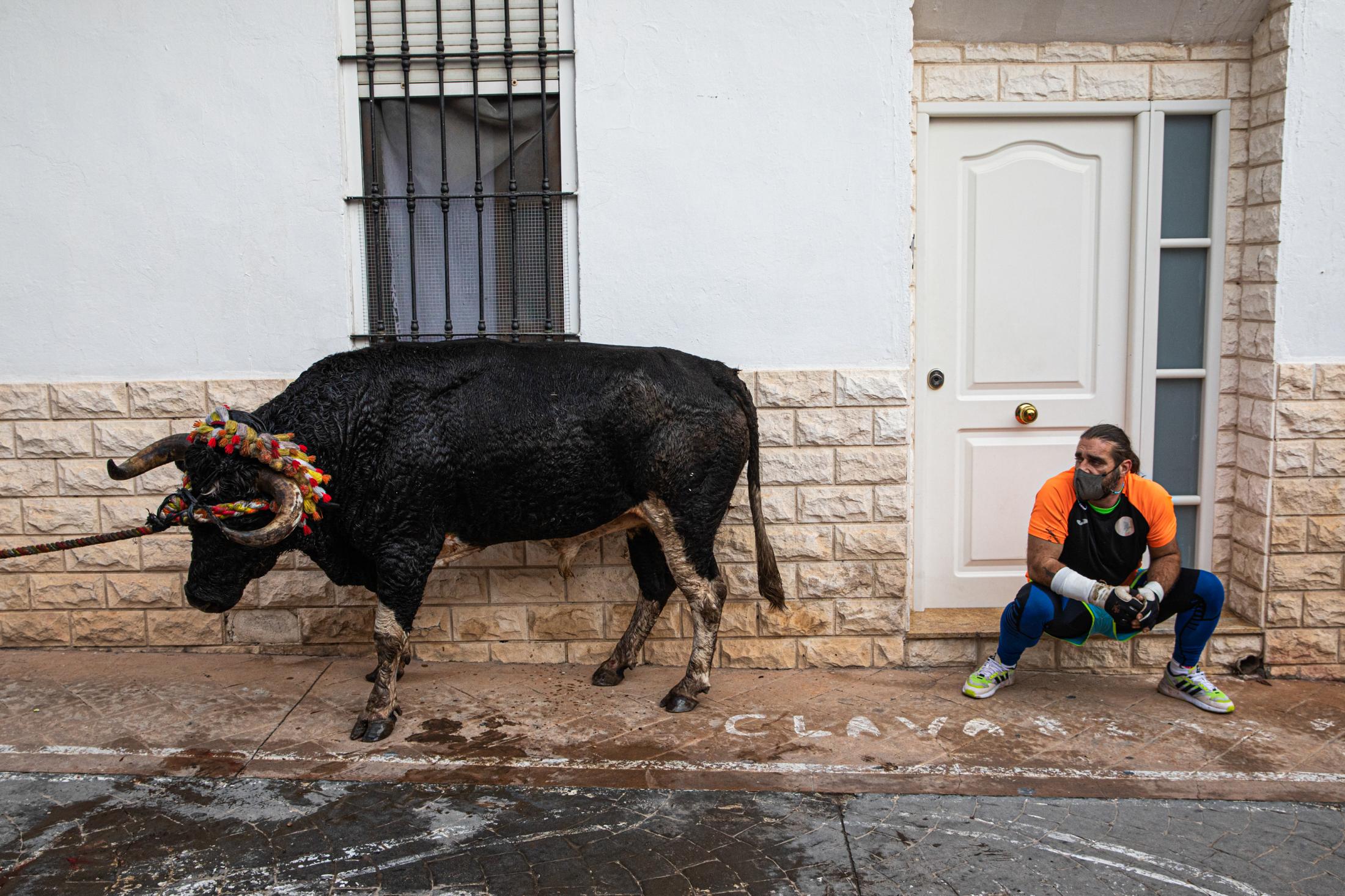 Spain, the bull and the mask - Toro de Cuerda. Godelleta 21/11/2021. Los momentos en los...