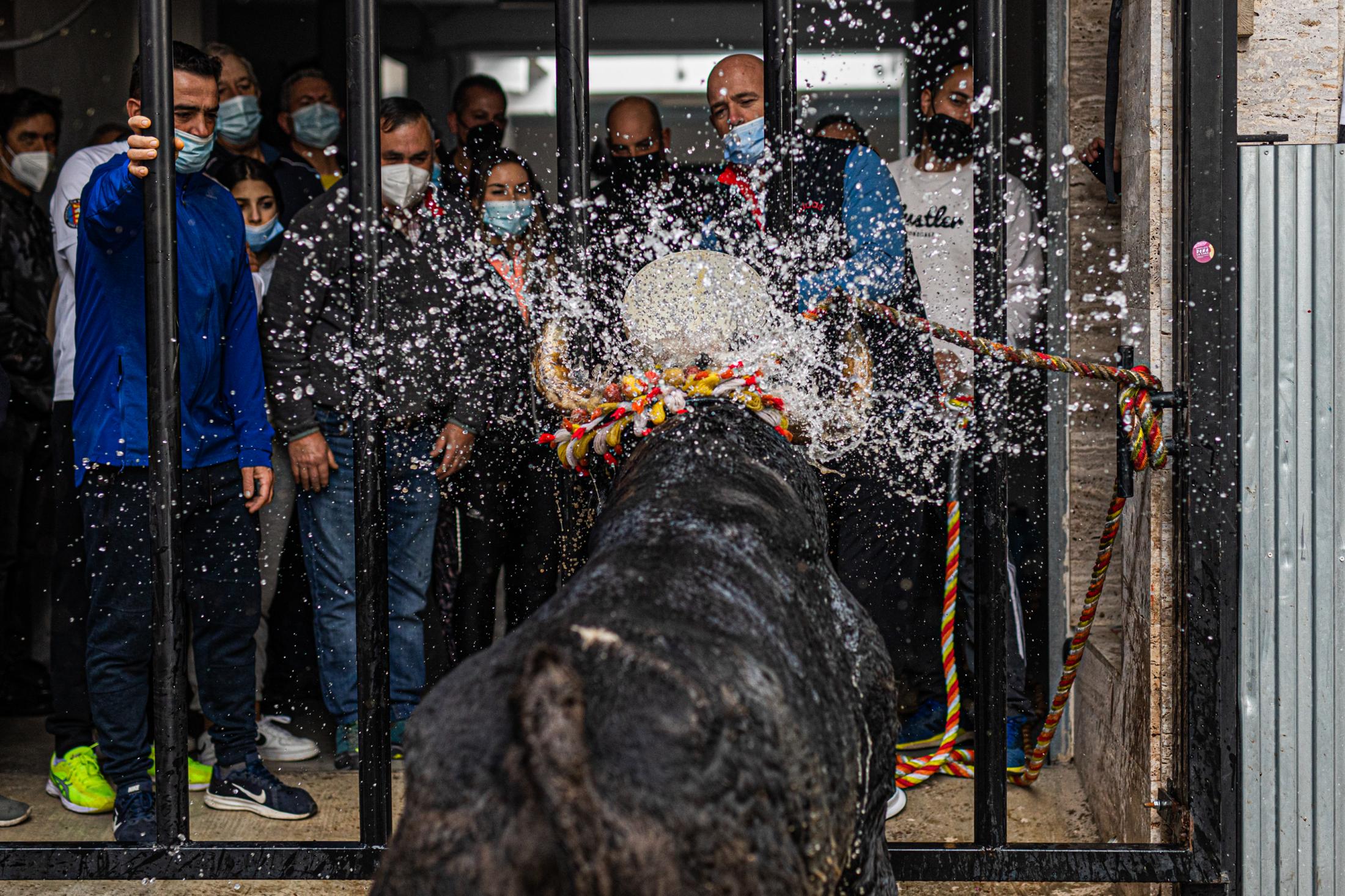 Spain, the bull and the mask - Toro de Cuerda. Godelleta 21/11/2021.