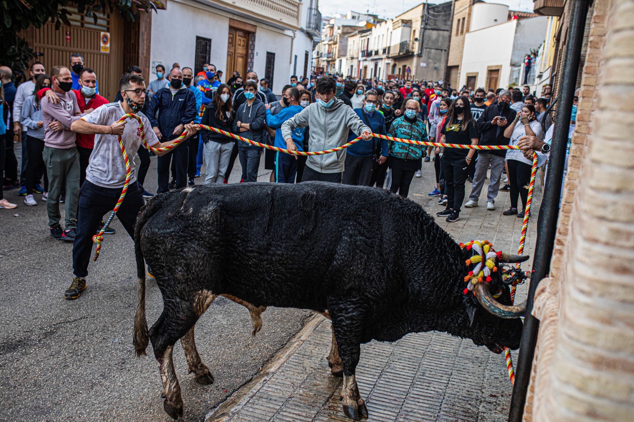 Spain, the bull and the mask - Toro de Cuerda. Godelleta 21/11/2021.