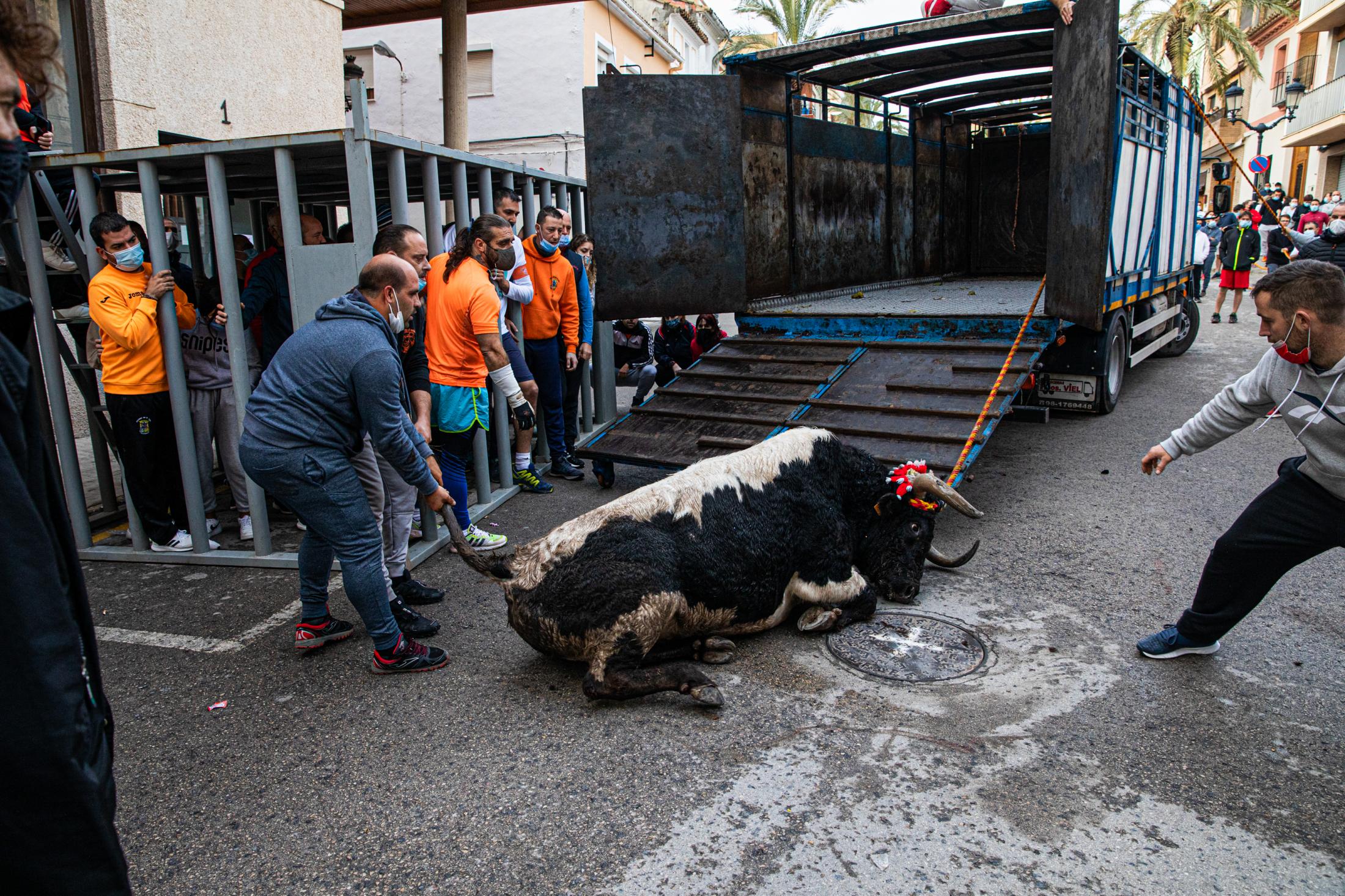 Spain, the bull and the mask - Toro de Cuerda. Godelleta 21/11/2021. A veces los toros...