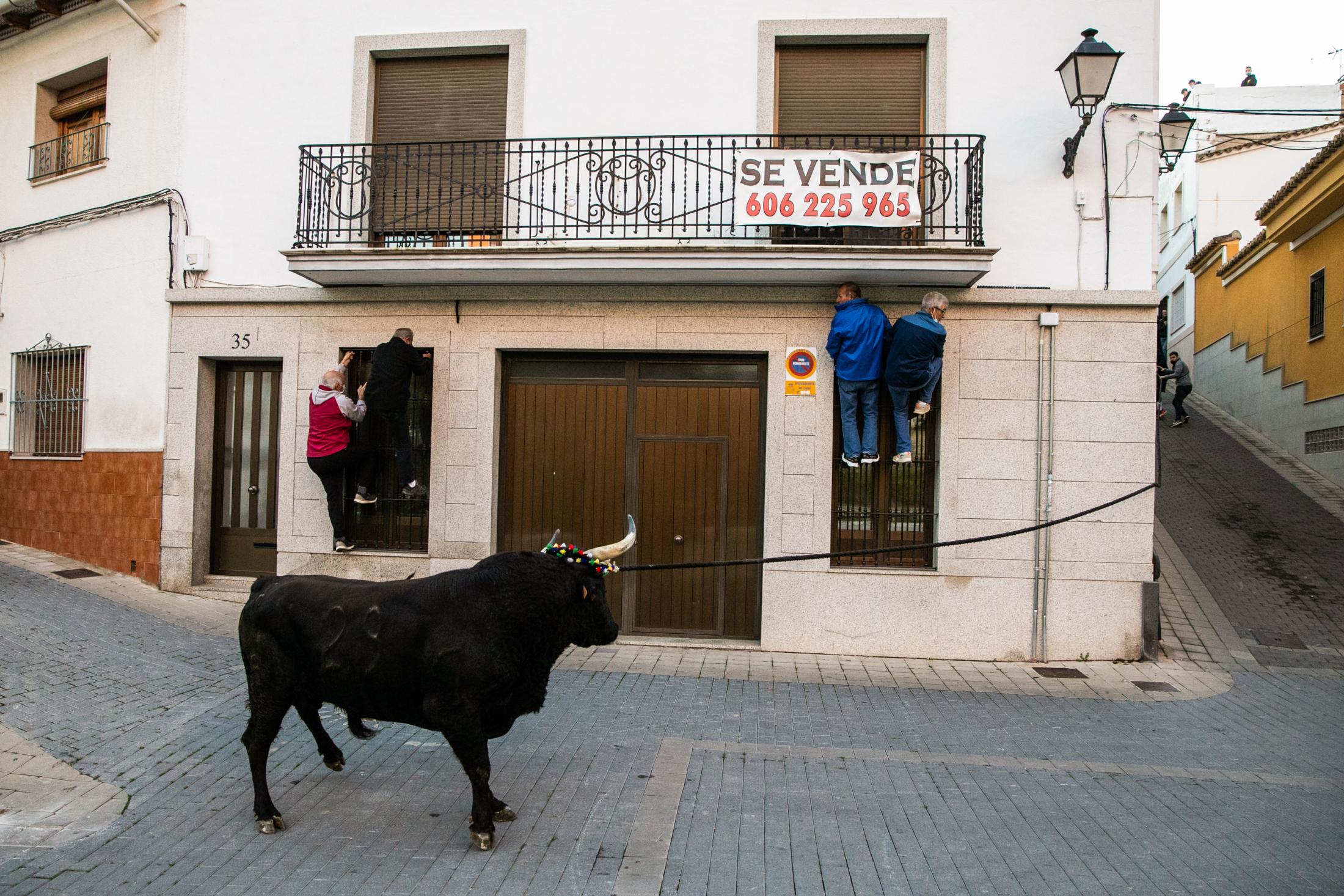 Spain, the bull and the mask - Toro de cuerda en Chiva. 07/11/2021.